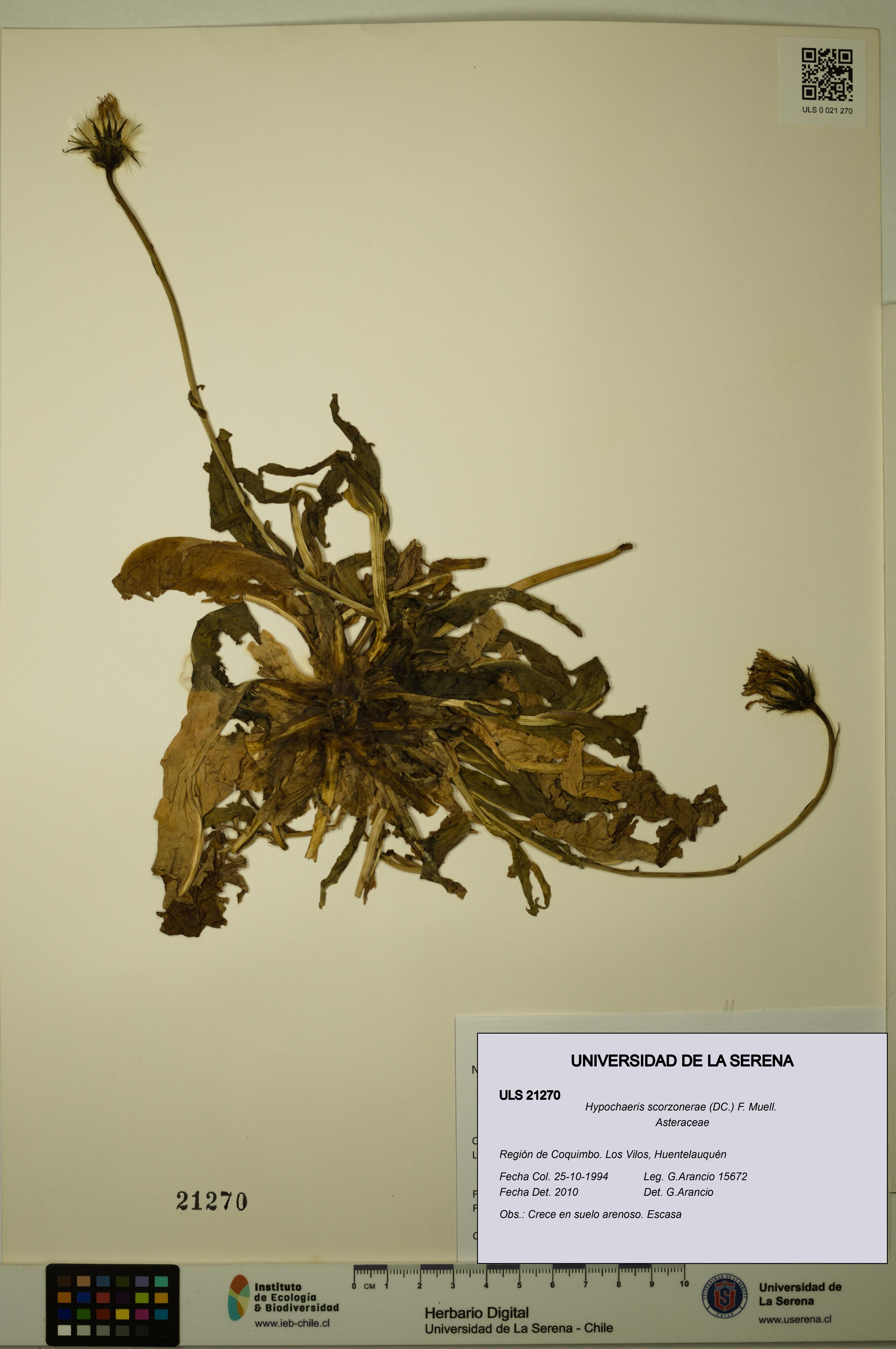 Hypochaeris scorzonerae [Espécimen: ULS:ULS:0021270]