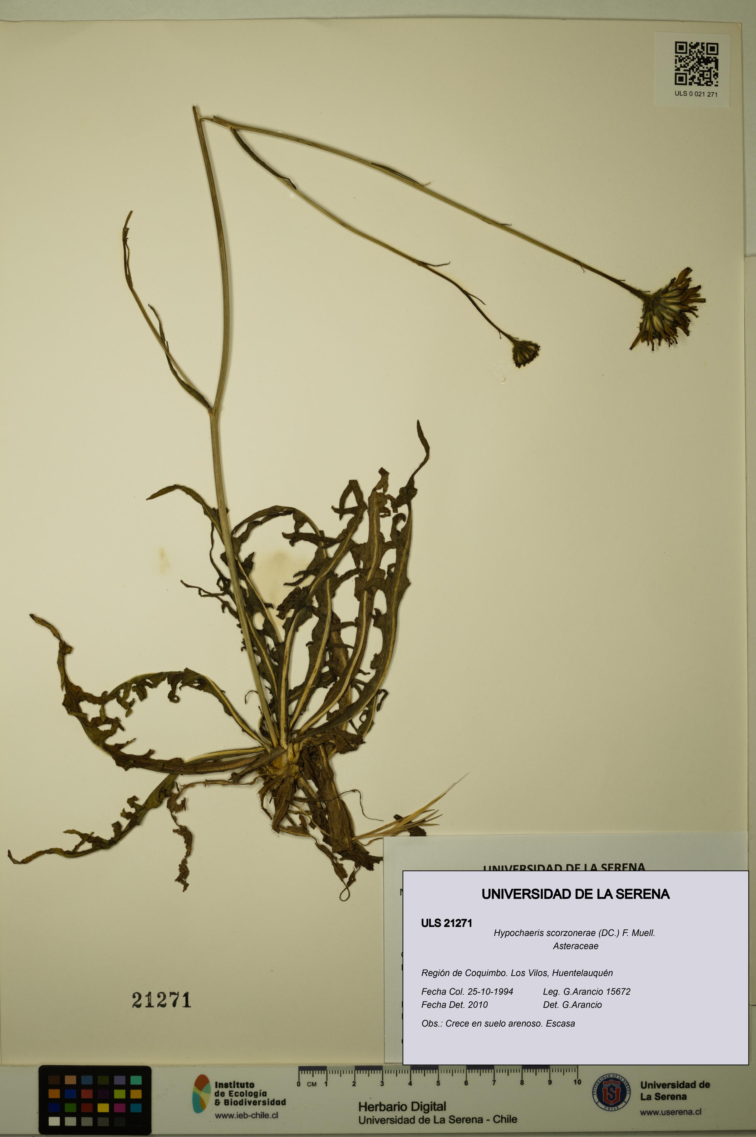 Hypochaeris scorzonerae [Espécimen: ULS:ULS:0021271]