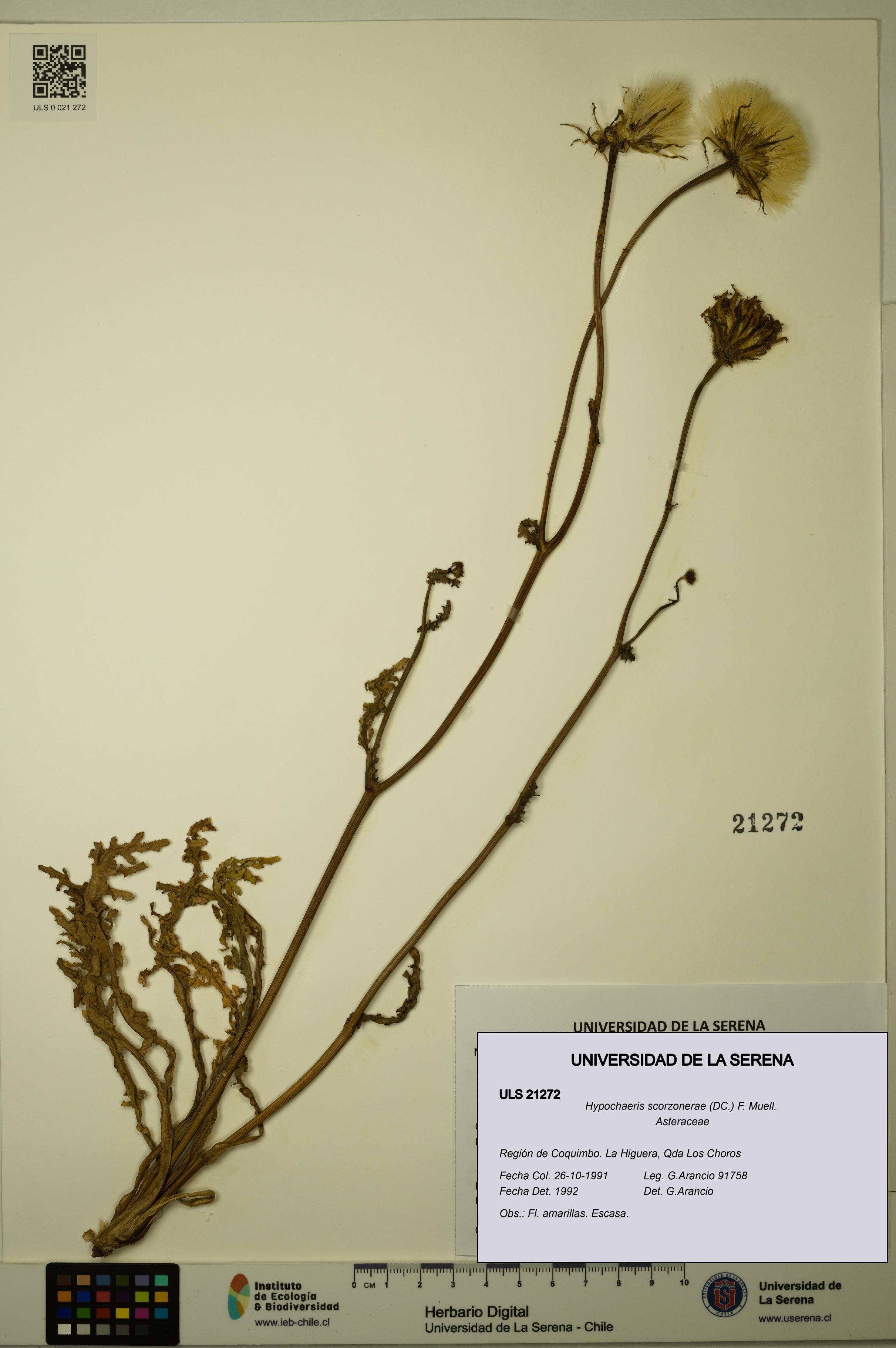 Hypochaeris scorzonerae [Espécimen: ULS:ULS:0021272]