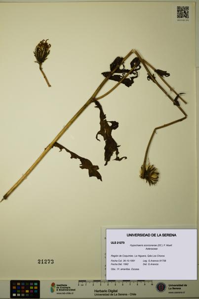 Hypochaeris scorzonerae [Espécimen: ULS:ULS:0021273]
