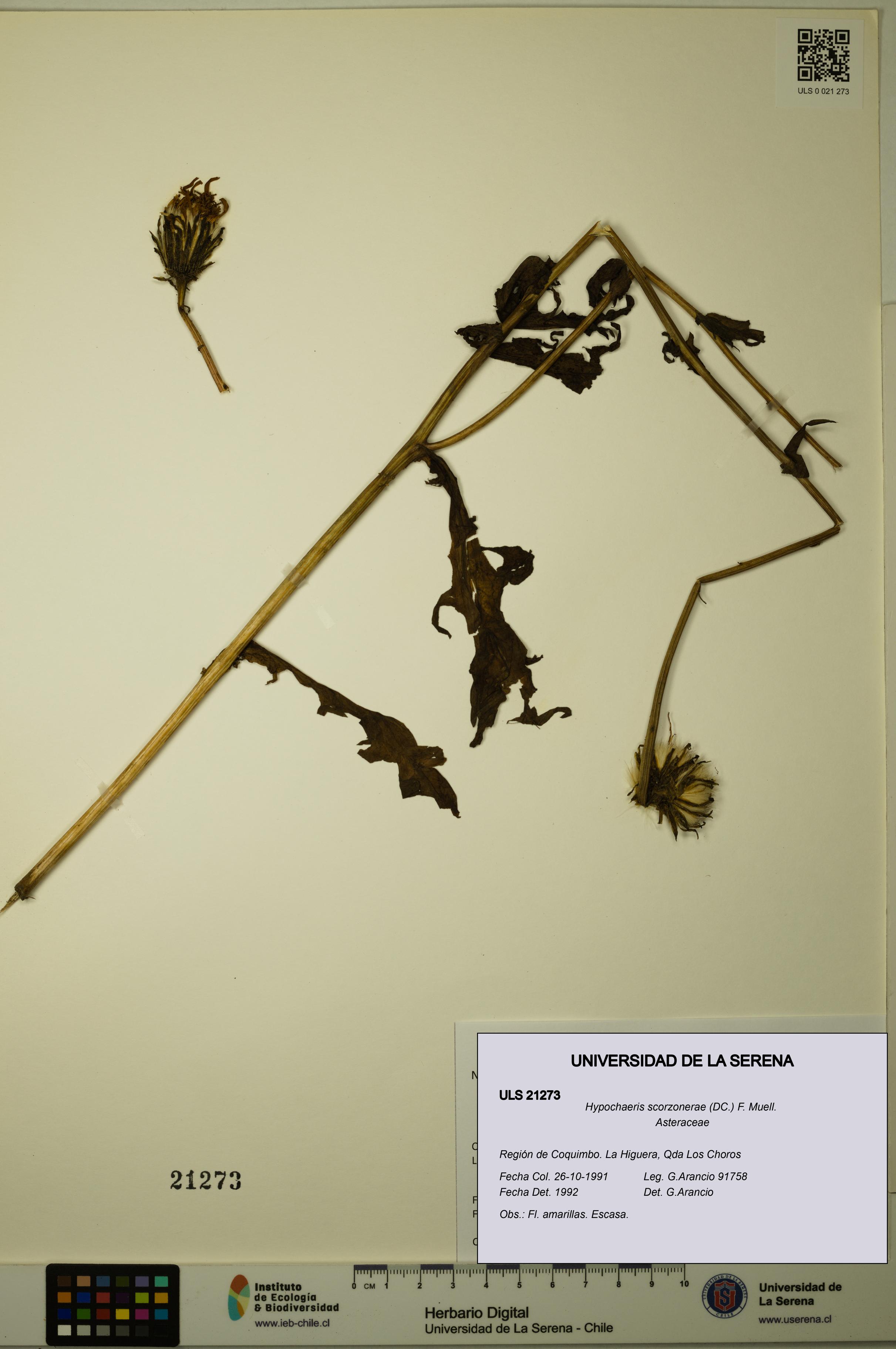 Hypochaeris scorzonerae [Espécimen: ULS:ULS:0021273]