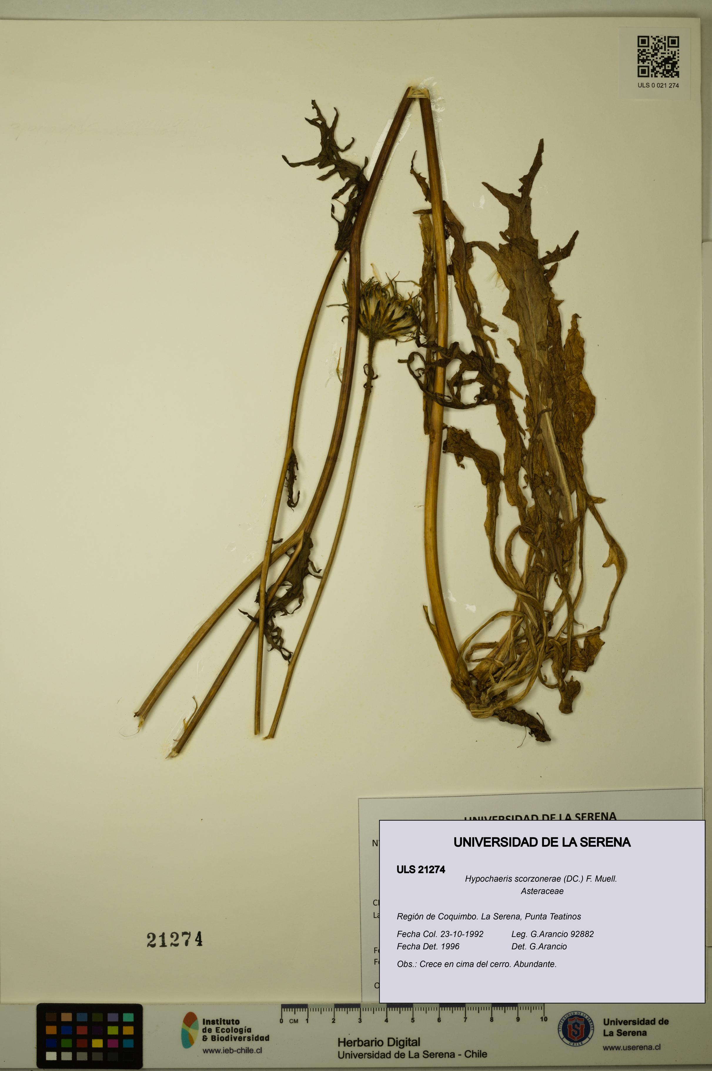 Hypochaeris scorzonerae [Espécimen: ULS:ULS:0021274]