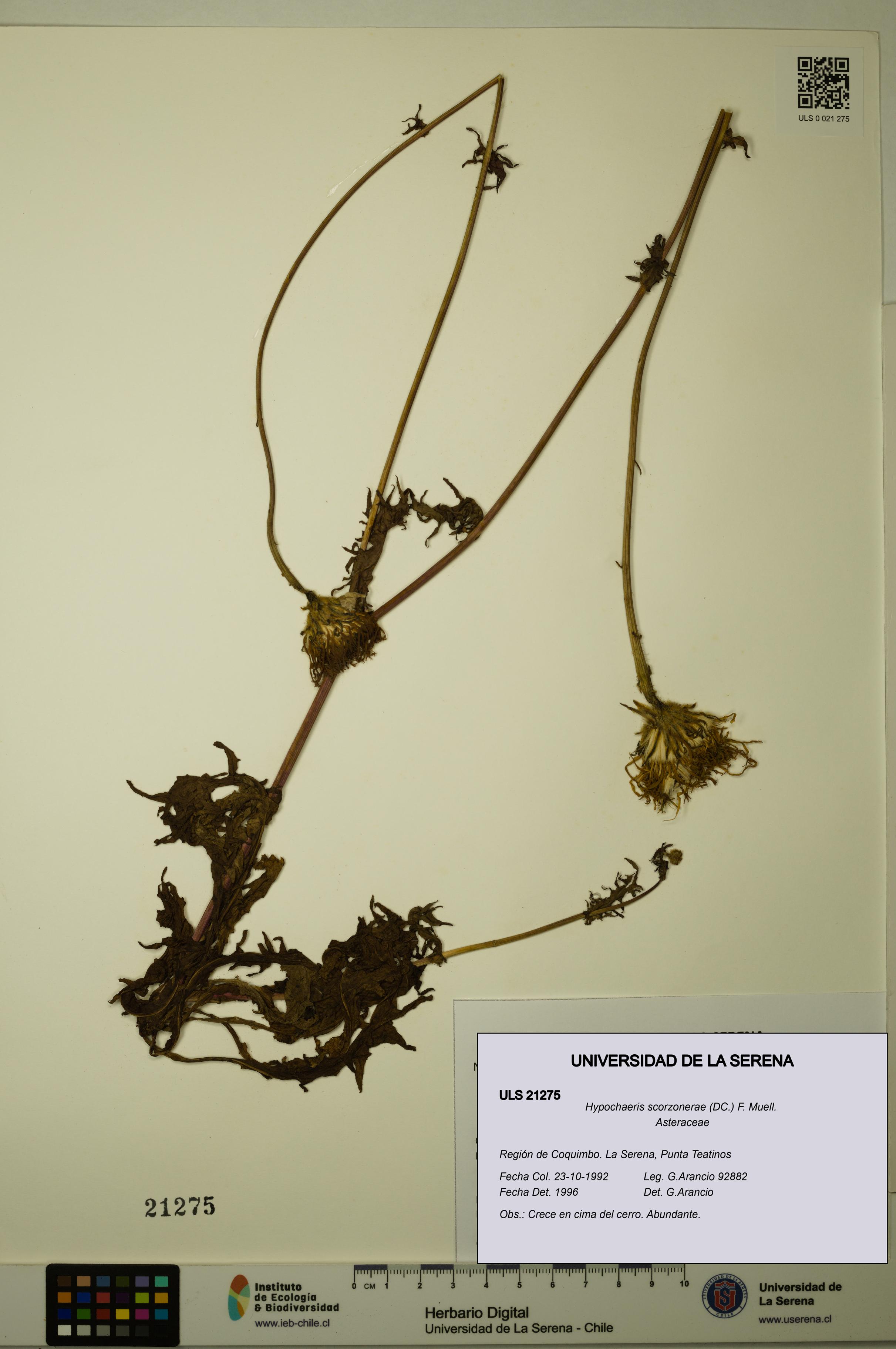 Hypochaeris scorzonerae [Espécimen: ULS:ULS:0021275]