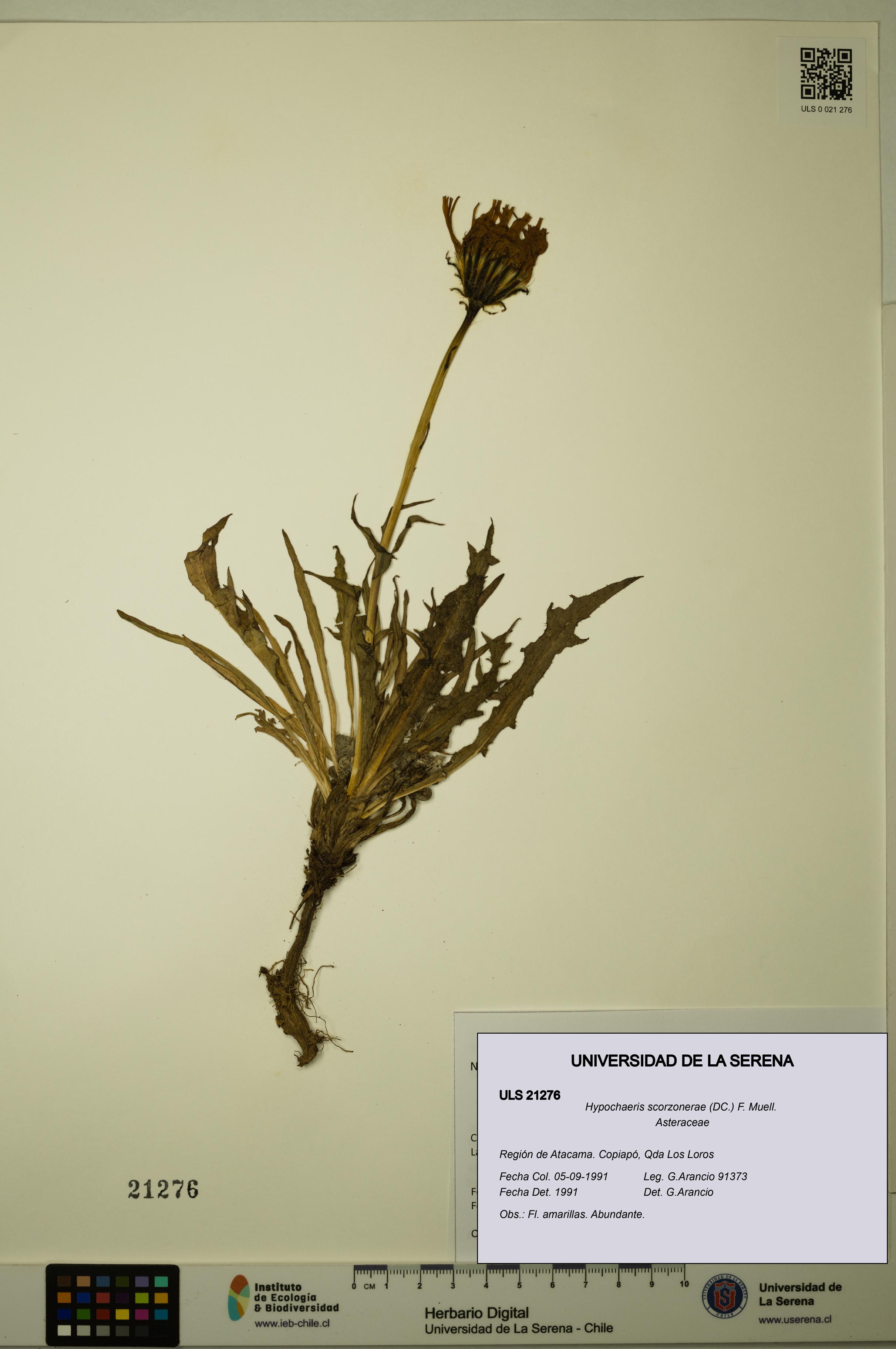 Hypochaeris scorzonerae [Espécimen: ULS:ULS:0021276]