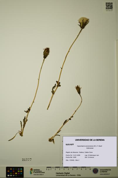 Hypochaeris scorzonerae [Espécimen: ULS:ULS:0021277]