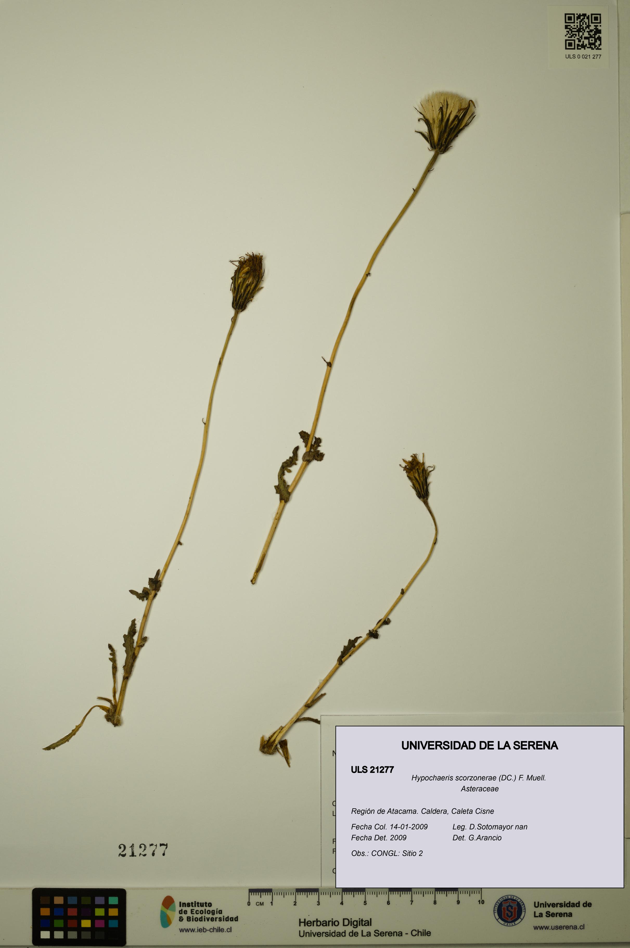 Hypochaeris scorzonerae [Espécimen: ULS:ULS:0021277]