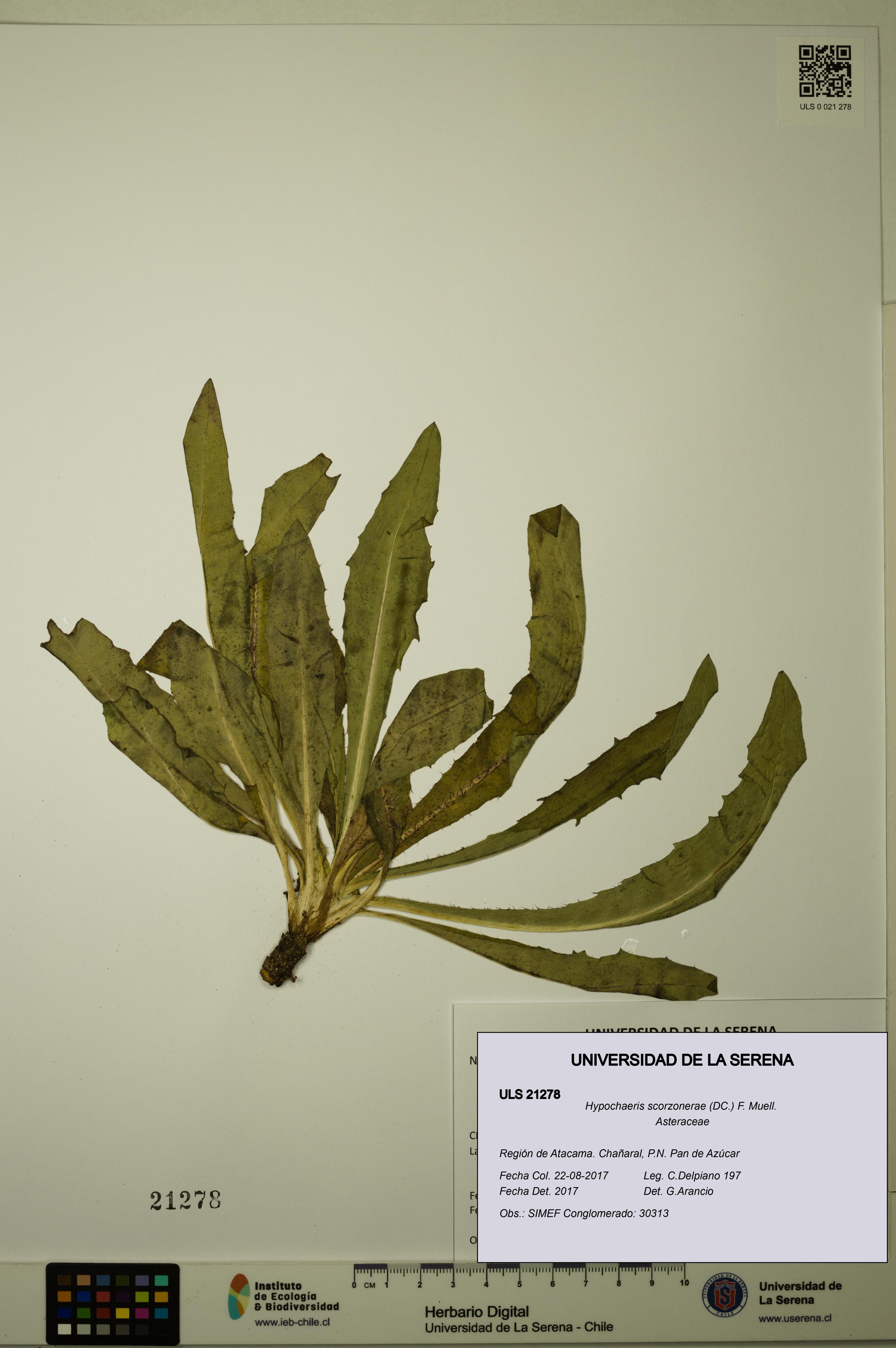 Hypochaeris scorzonerae [Espécimen: ULS:ULS:0021278]