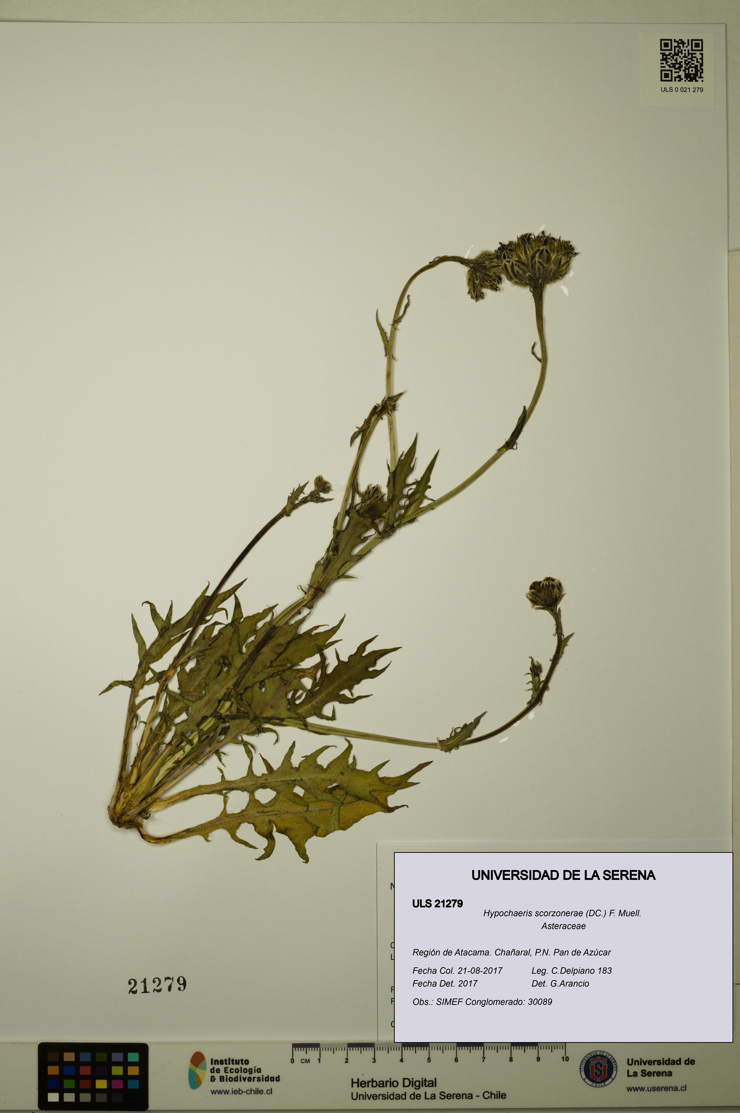 Hypochaeris scorzonerae [Espécimen: ULS:ULS:0021279]