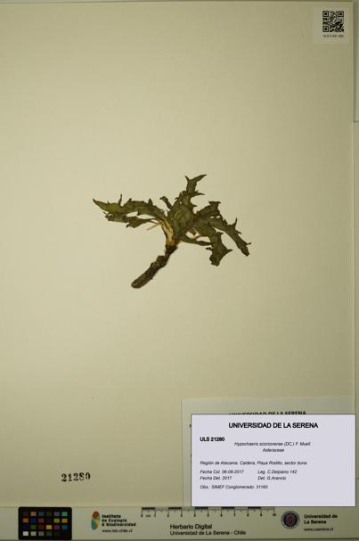 Hypochaeris scorzonerae [Espécimen: ULS:ULS:0021280]