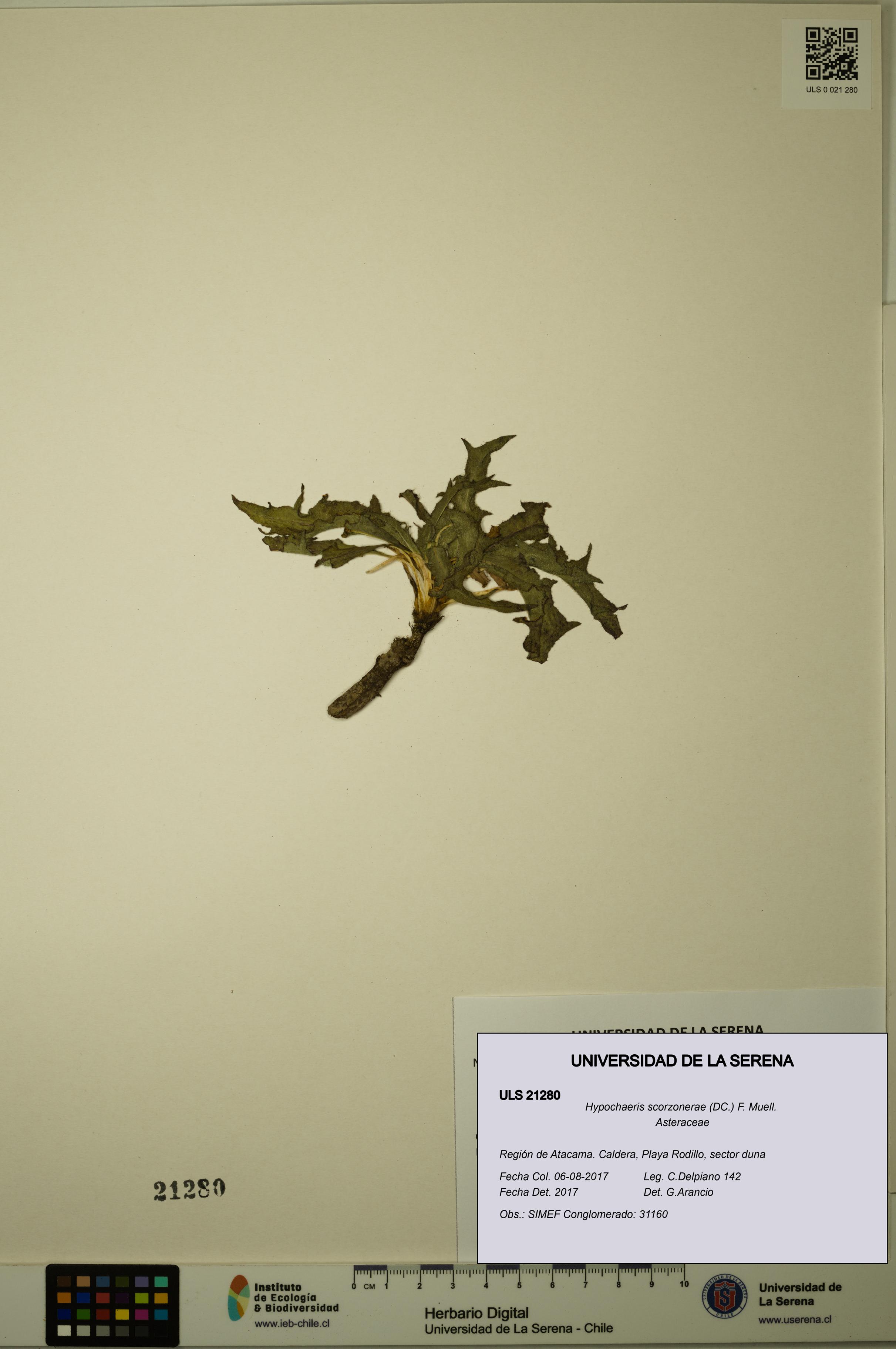 Hypochaeris scorzonerae [Espécimen: ULS:ULS:0021280]
