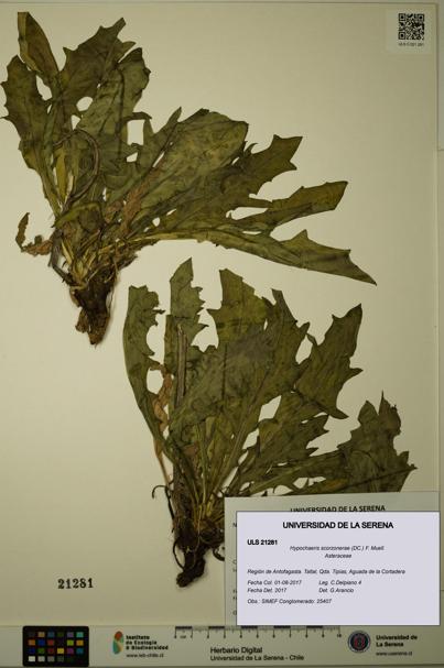 Hypochaeris scorzonerae [Espécimen: ULS:ULS:0021281]