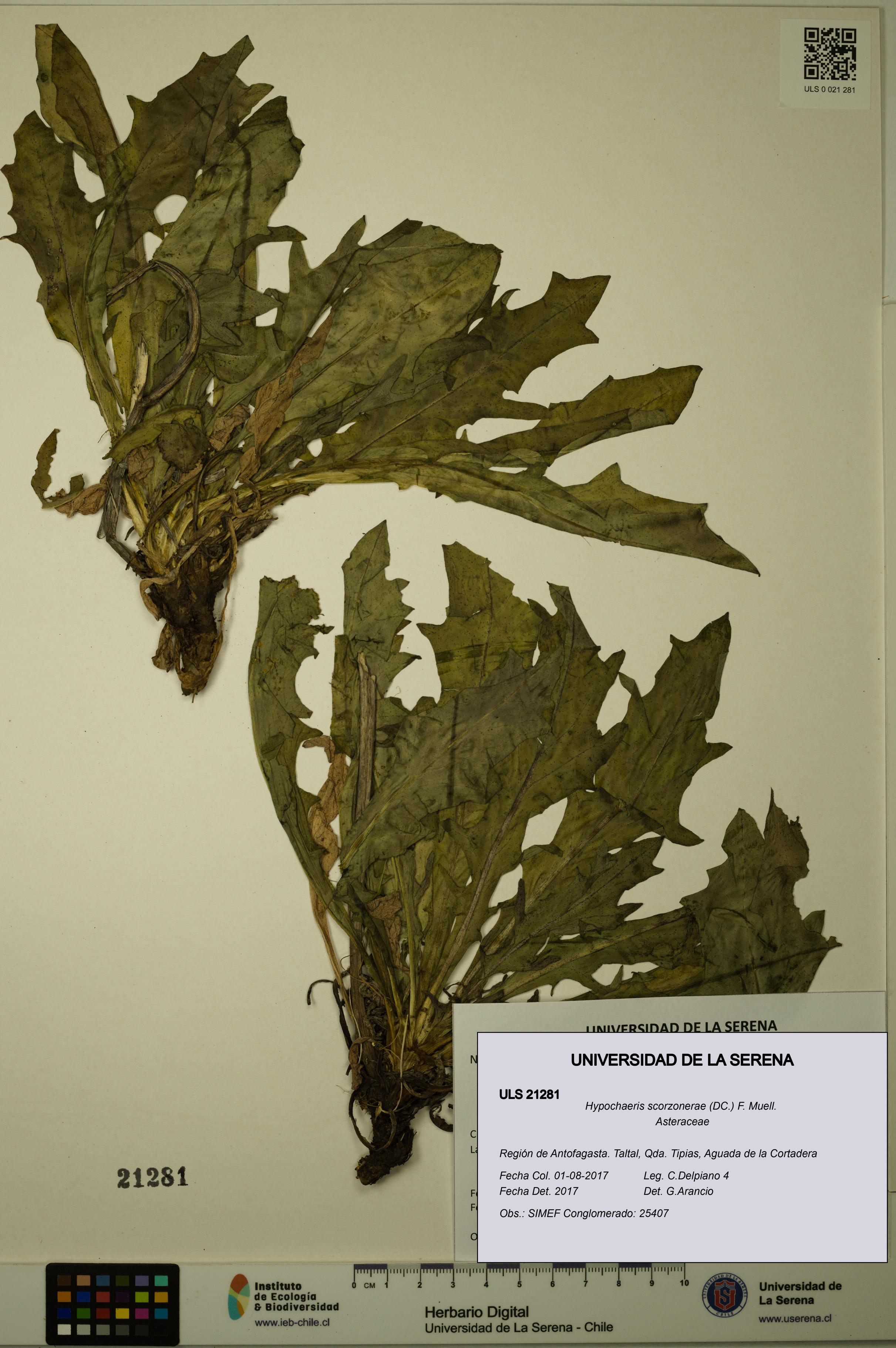Hypochaeris scorzonerae [Espécimen: ULS:ULS:0021281]