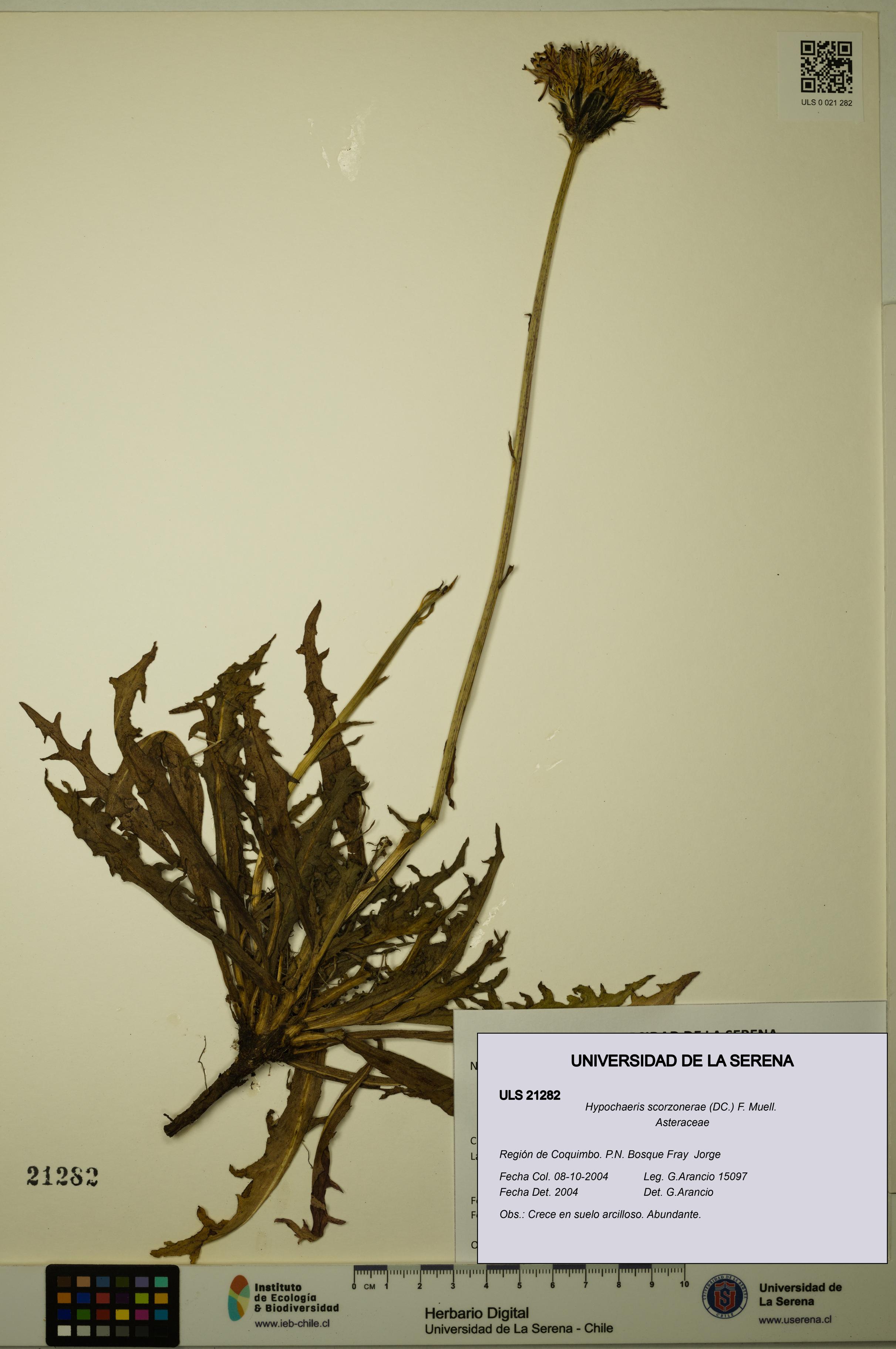 Hypochaeris scorzonerae [Espécimen: ULS:ULS:0021282]