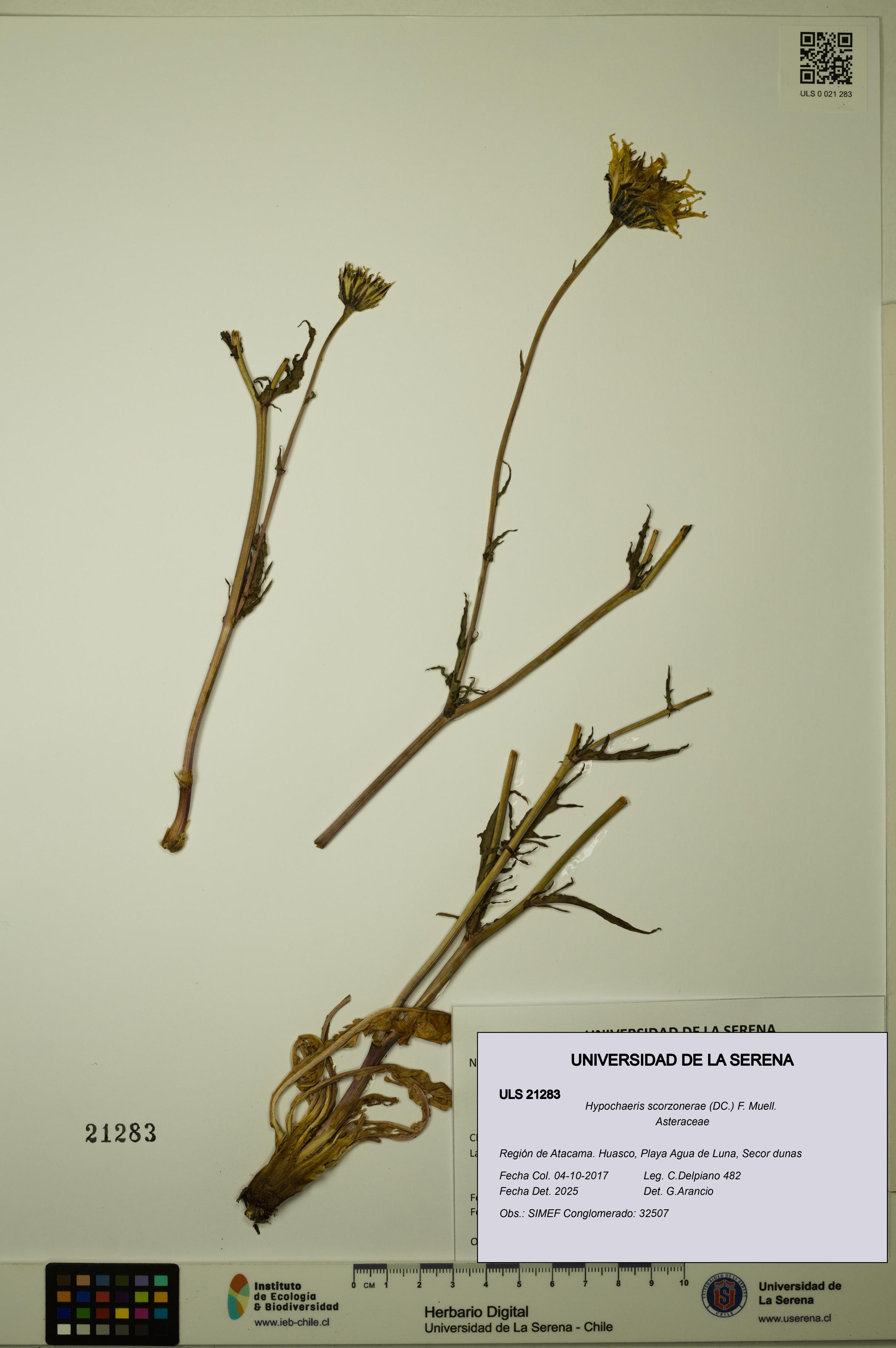 Hypochaeris scorzonerae [Espécimen: ULS:ULS:0021283]