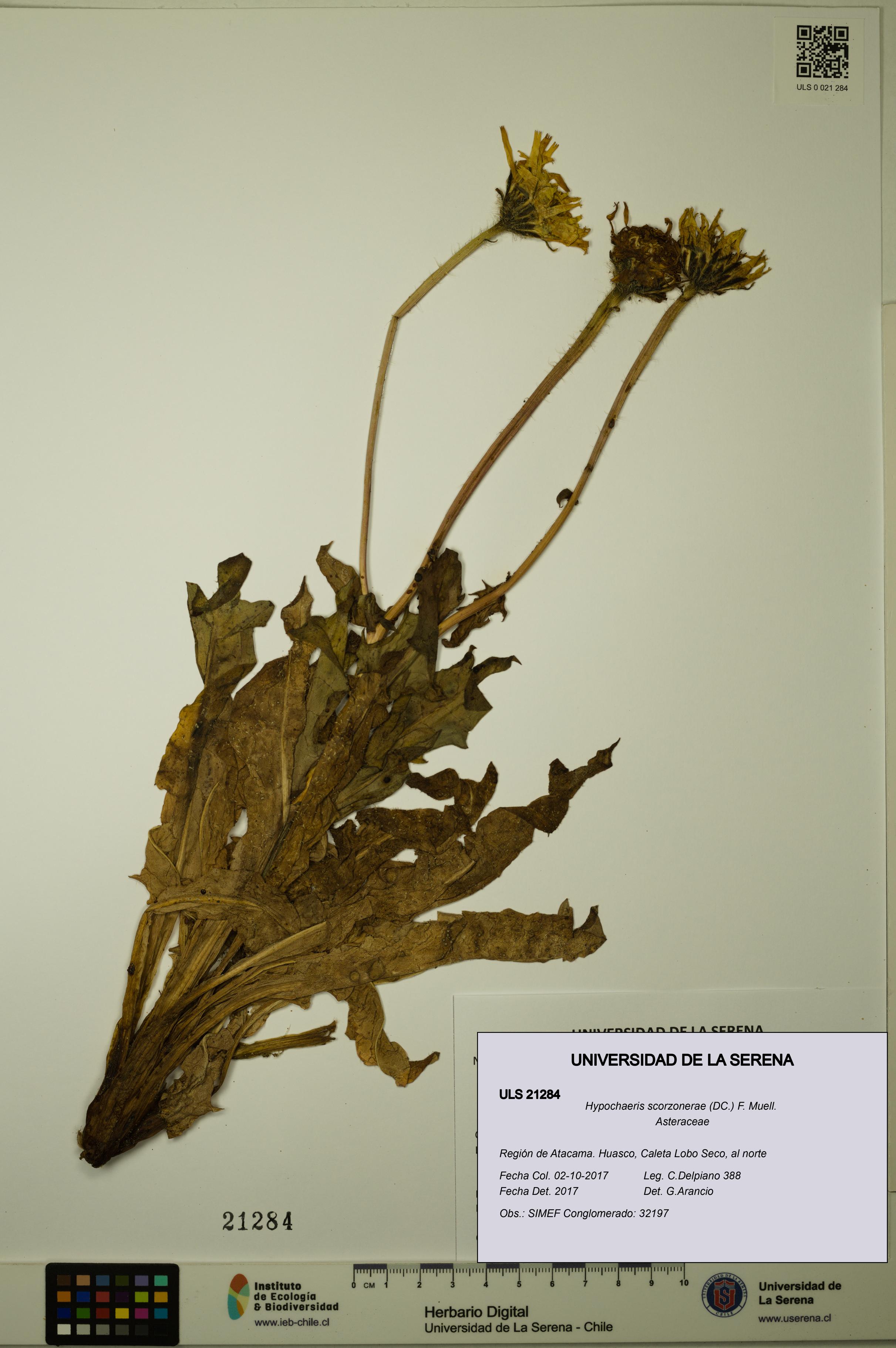 Hypochaeris scorzonerae [Espécimen: ULS:ULS:0021284]