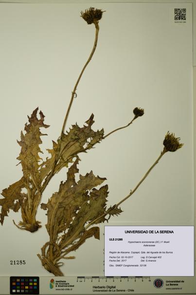Hypochaeris scorzonerae [Espécimen: ULS:ULS:0021285]