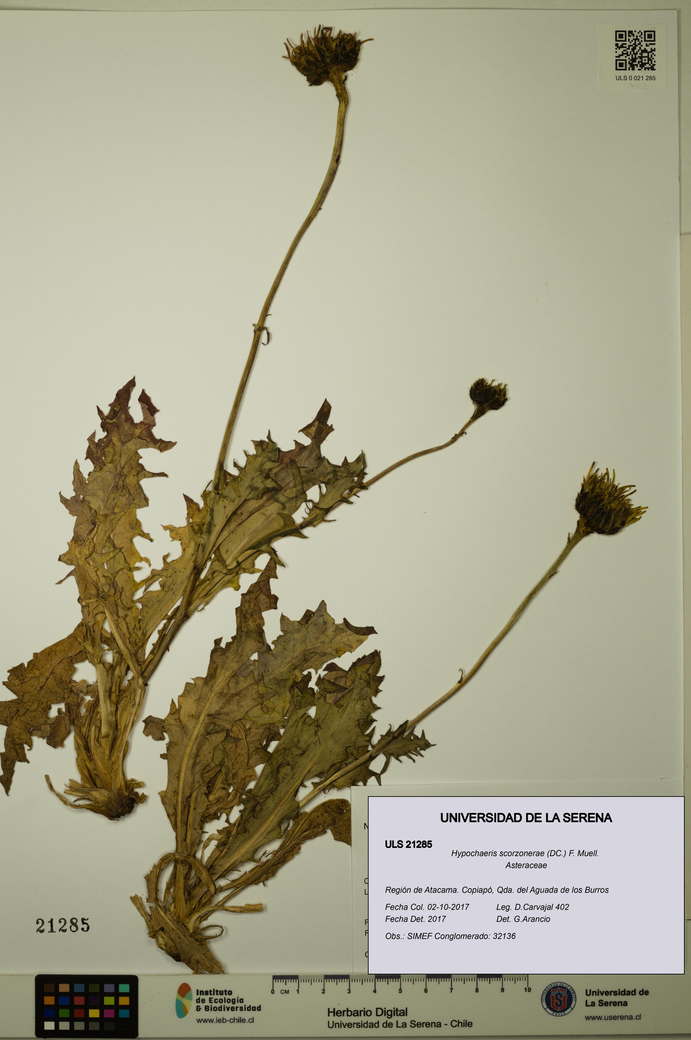 Hypochaeris scorzonerae [Espécimen: ULS:ULS:0021285]