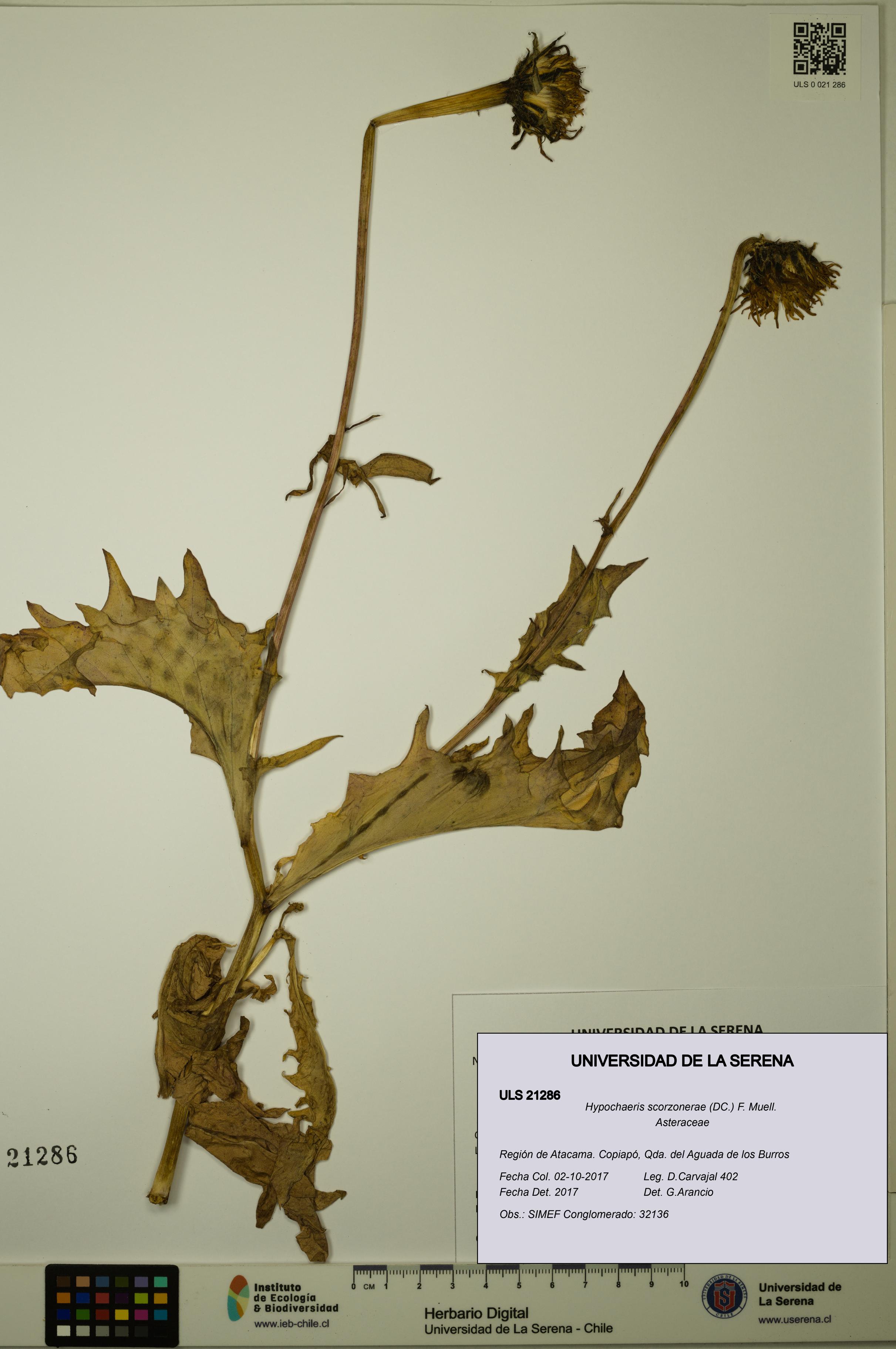 Hypochaeris scorzonerae [Espécimen: ULS:ULS:0021286]