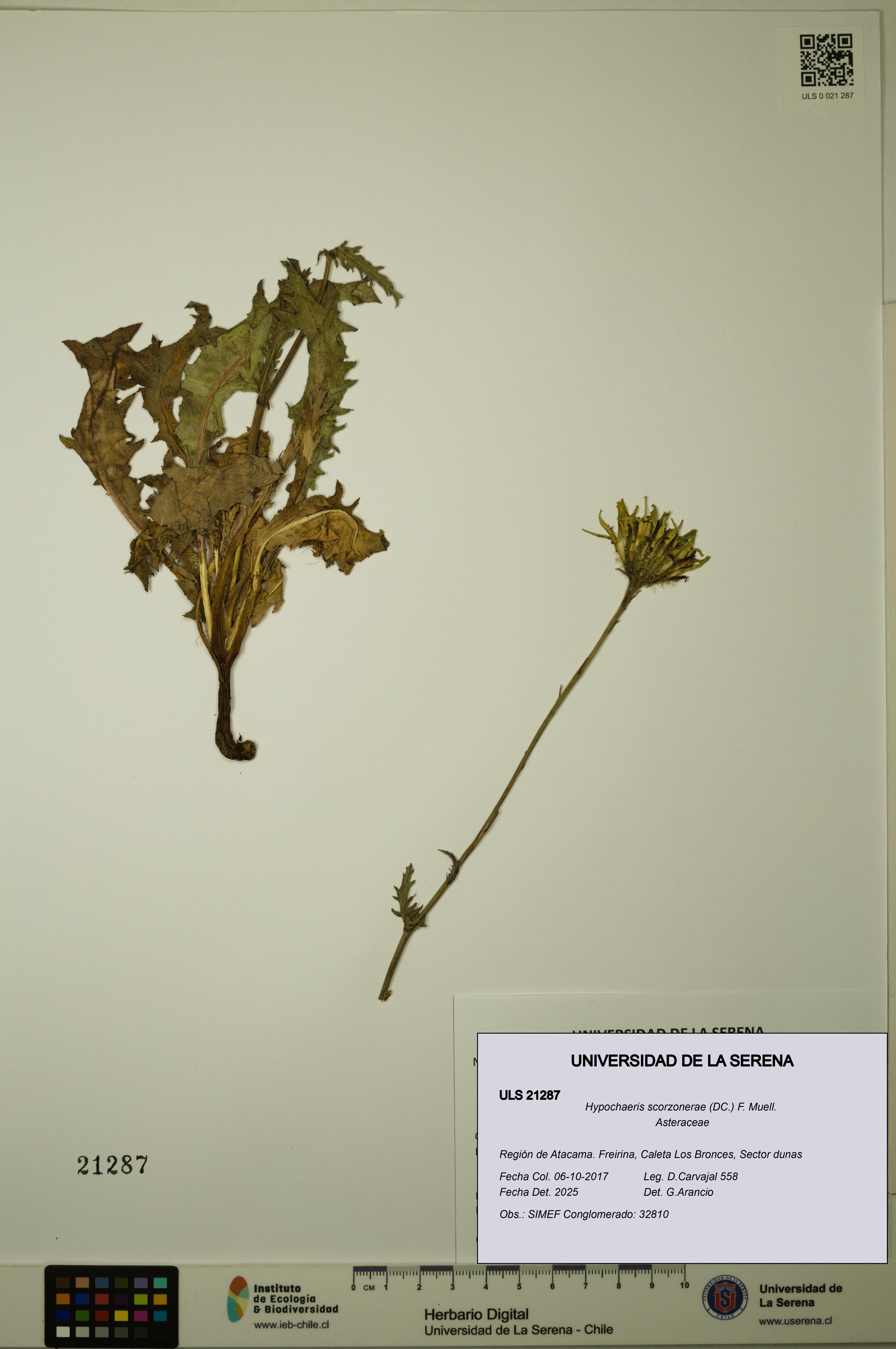 Hypochaeris scorzonerae [Espécimen: ULS:ULS:0021287]