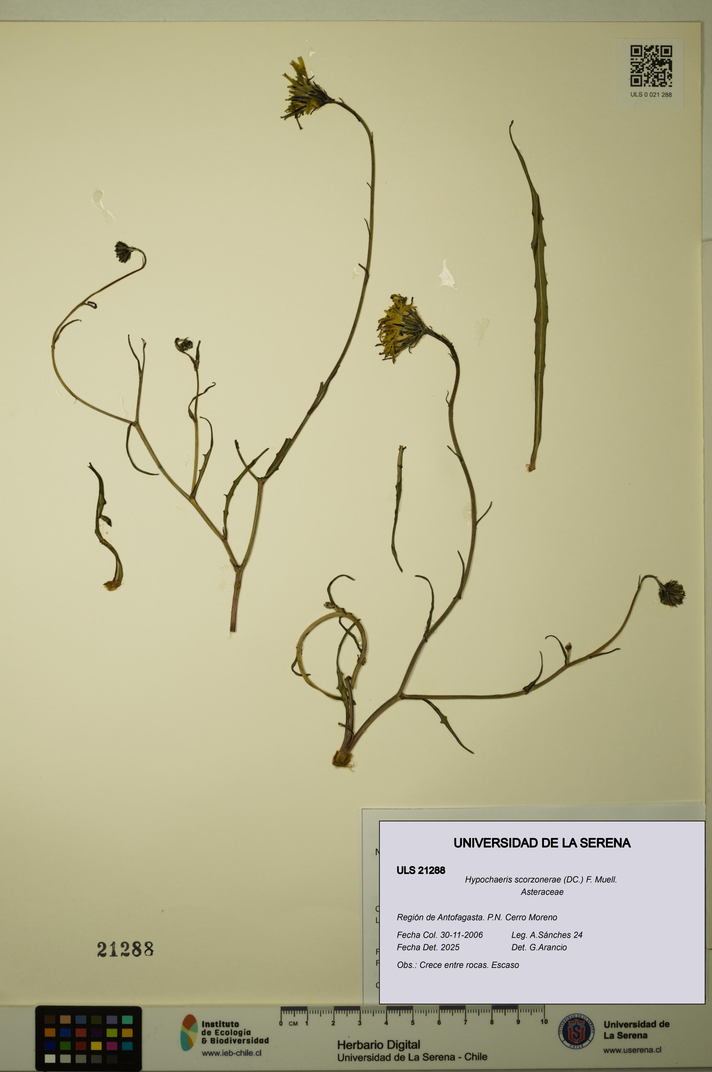 Hypochaeris scorzonerae [Espécimen: ULS:ULS:0021288]