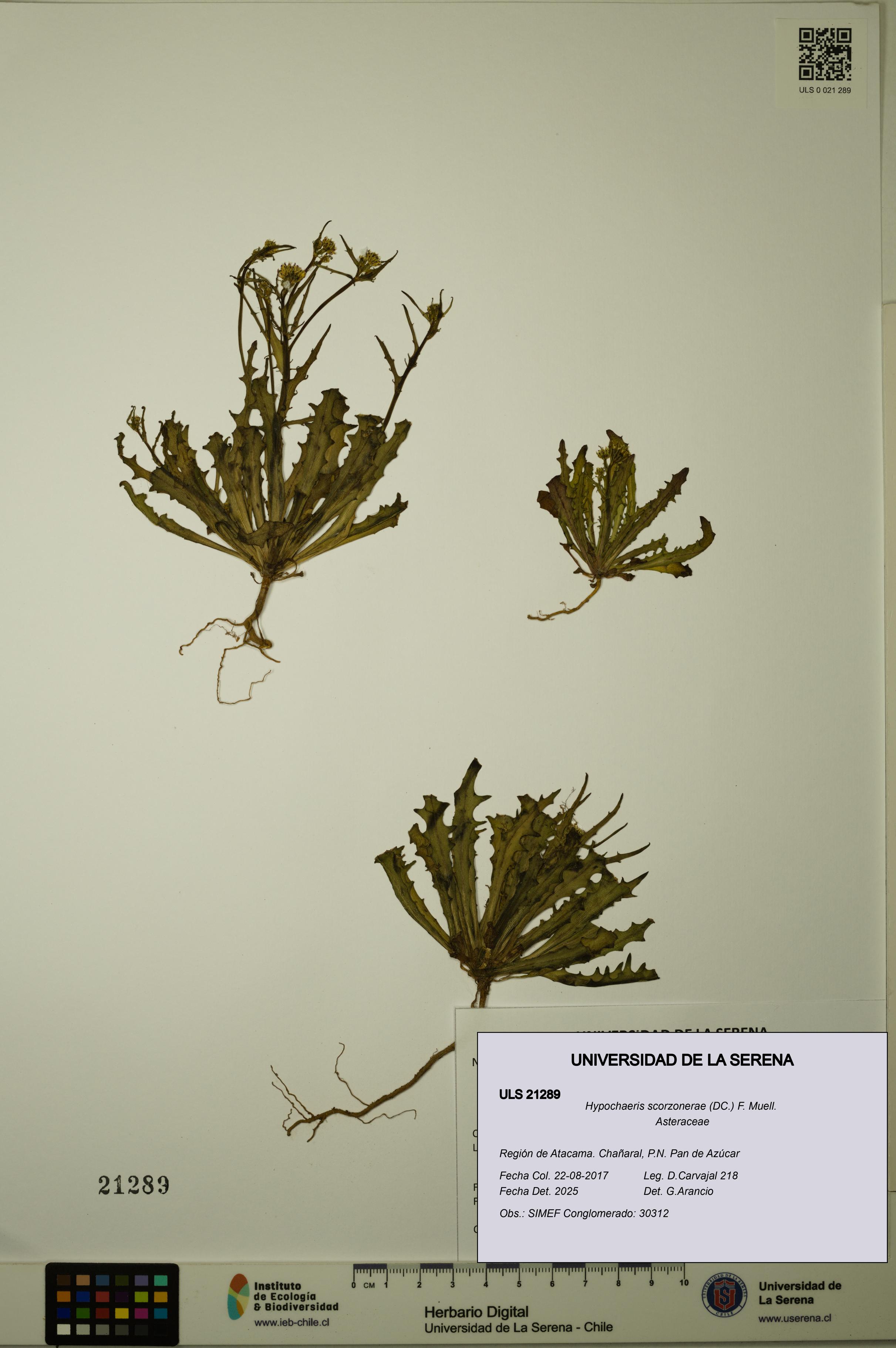 Hypochaeris scorzonerae [Espécimen: ULS:ULS:0021289]