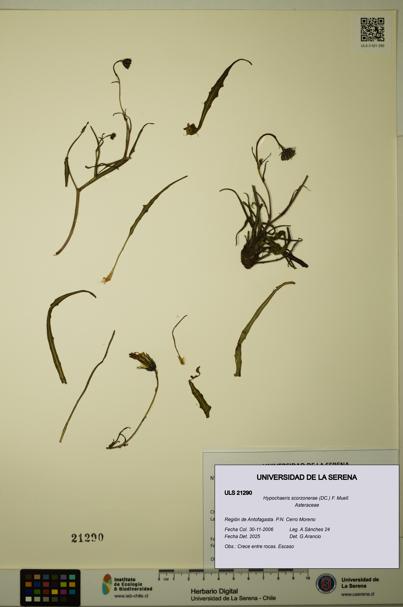 Hypochaeris scorzonerae [Espécimen: ULS:ULS:0021290]