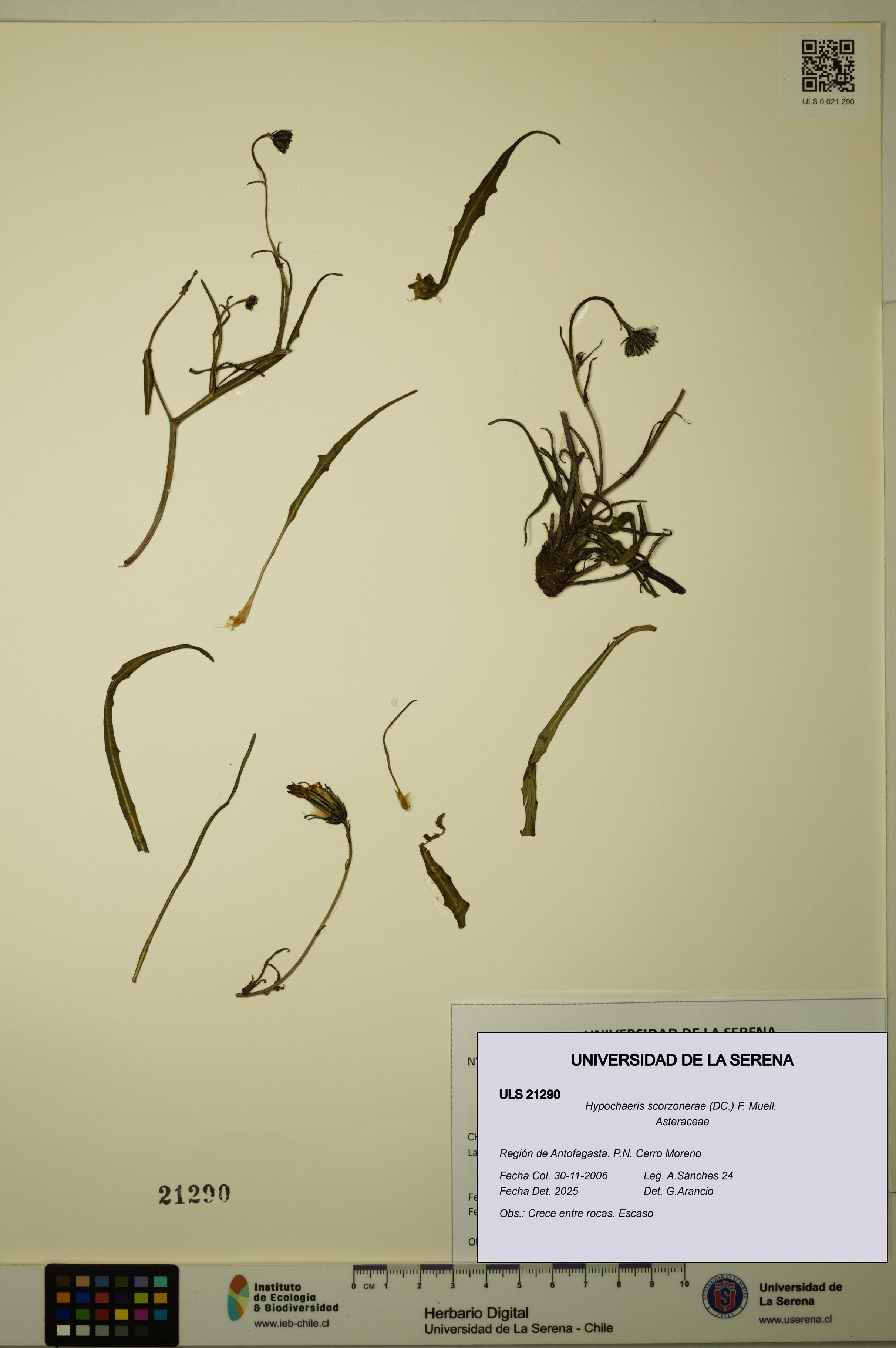 Hypochaeris scorzonerae [Espécimen: ULS:ULS:0021290]