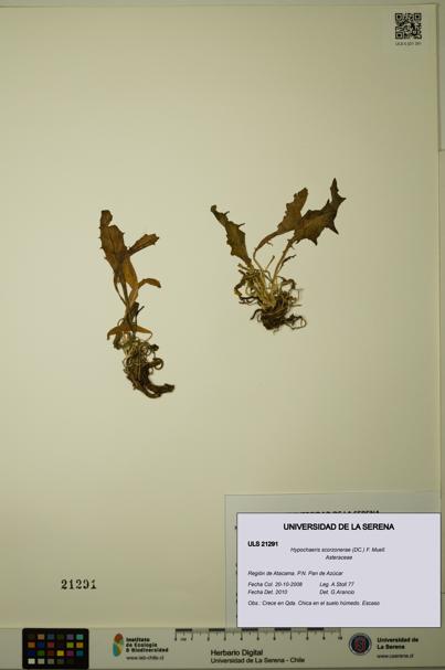 Hypochaeris scorzonerae [Espécimen: ULS:ULS:0021291]