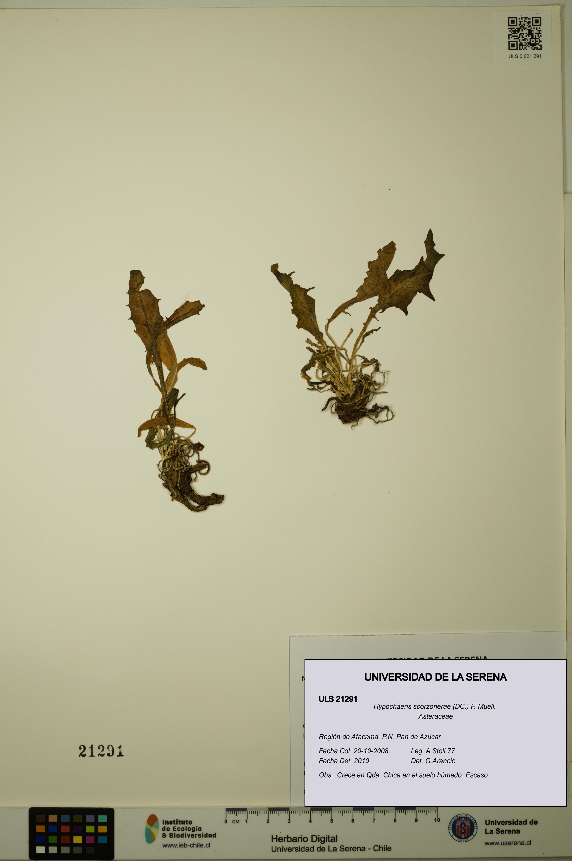 Hypochaeris scorzonerae [Espécimen: ULS:ULS:0021291]