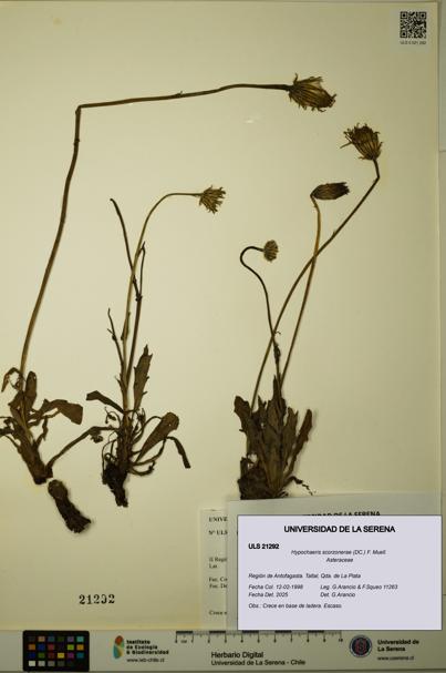 Hypochaeris scorzonerae [Espécimen: ULS:ULS:0021292]