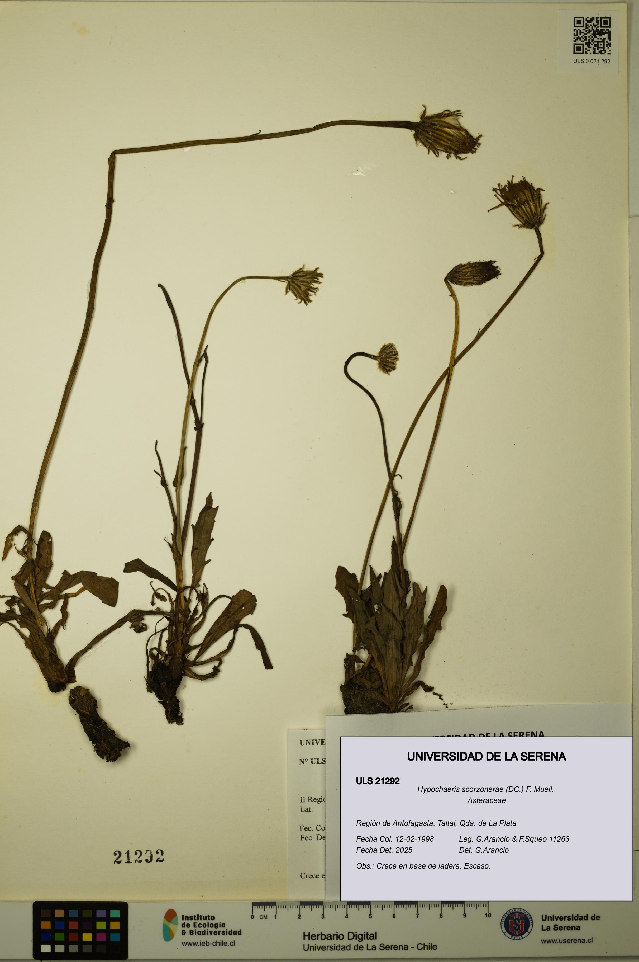 Hypochaeris scorzonerae [Espécimen: ULS:ULS:0021292]