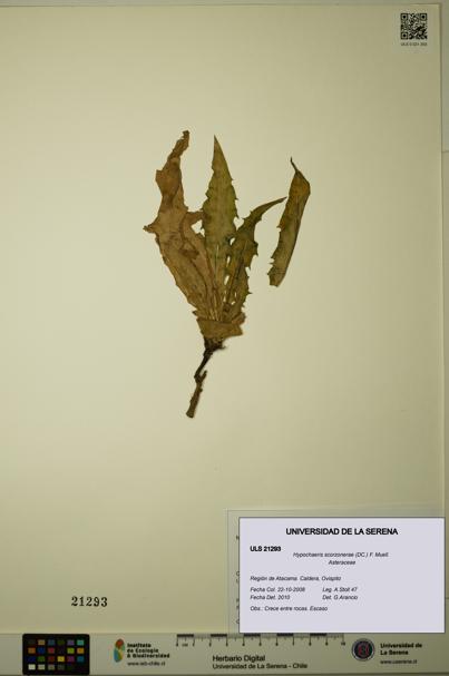Hypochaeris scorzonerae [Espécimen: ULS:ULS:0021293]