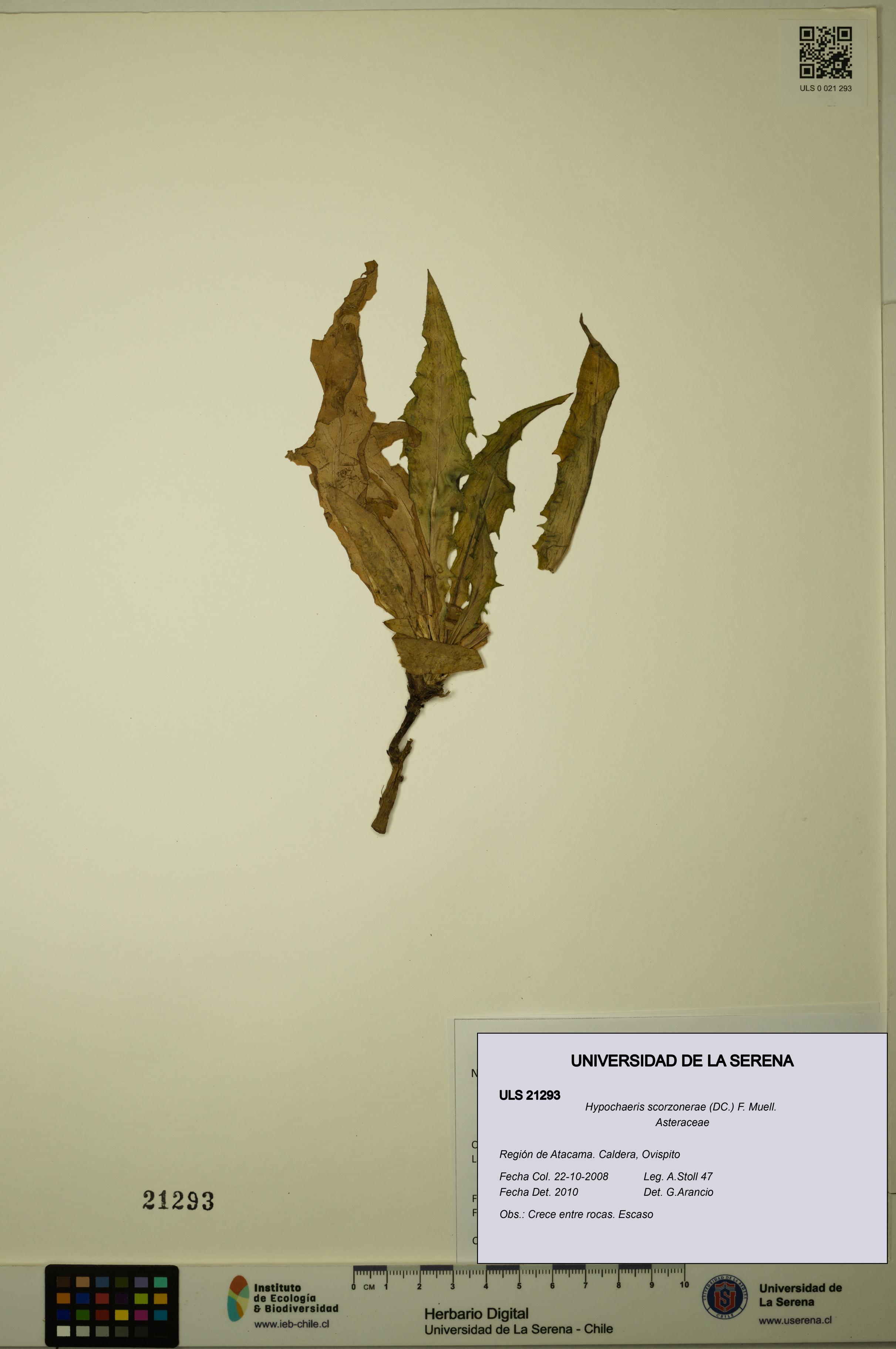 Hypochaeris scorzonerae [Espécimen: ULS:ULS:0021293]