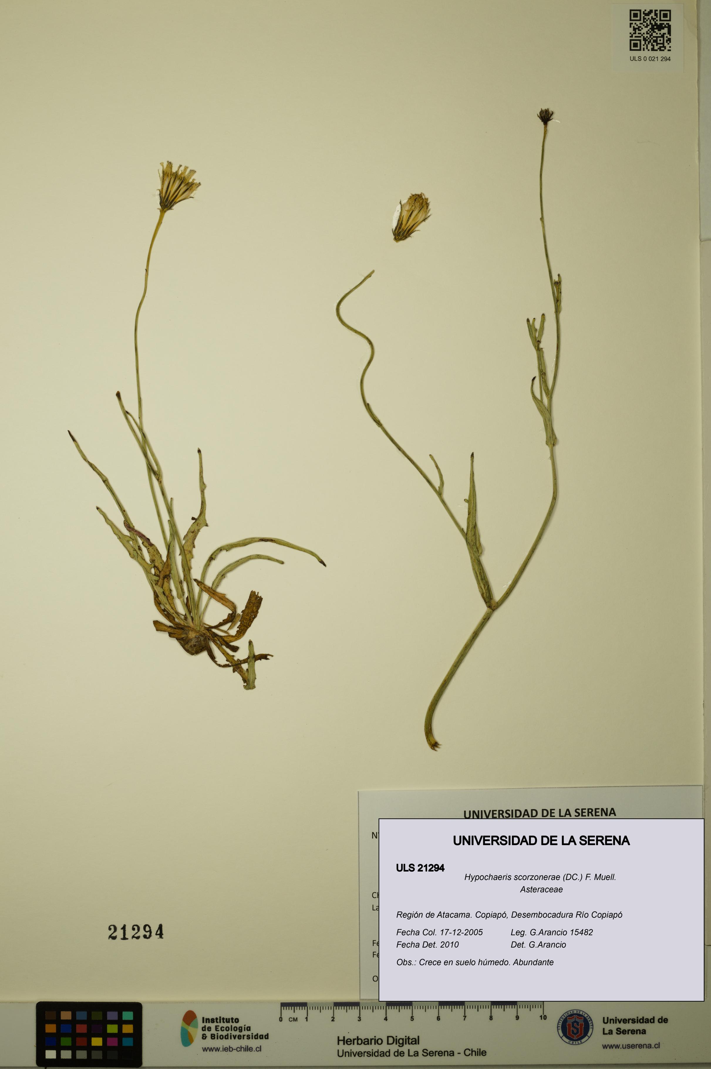 Hypochaeris scorzonerae [Espécimen: ULS:ULS:0021294]