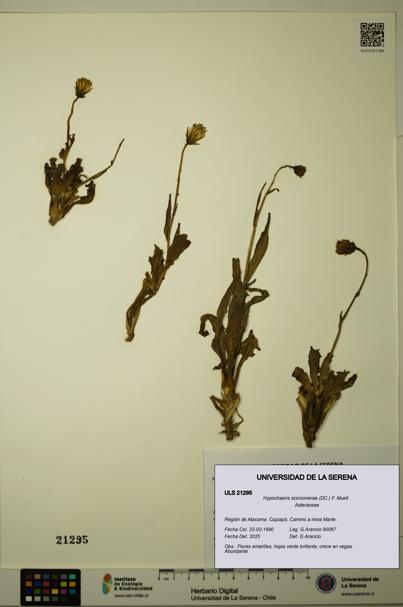 Hypochaeris scorzonerae [Espécimen: ULS:ULS:0021295]
