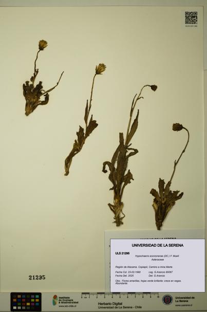 Hypochaeris scorzonerae [Espécimen: ULS:ULS:0021295]