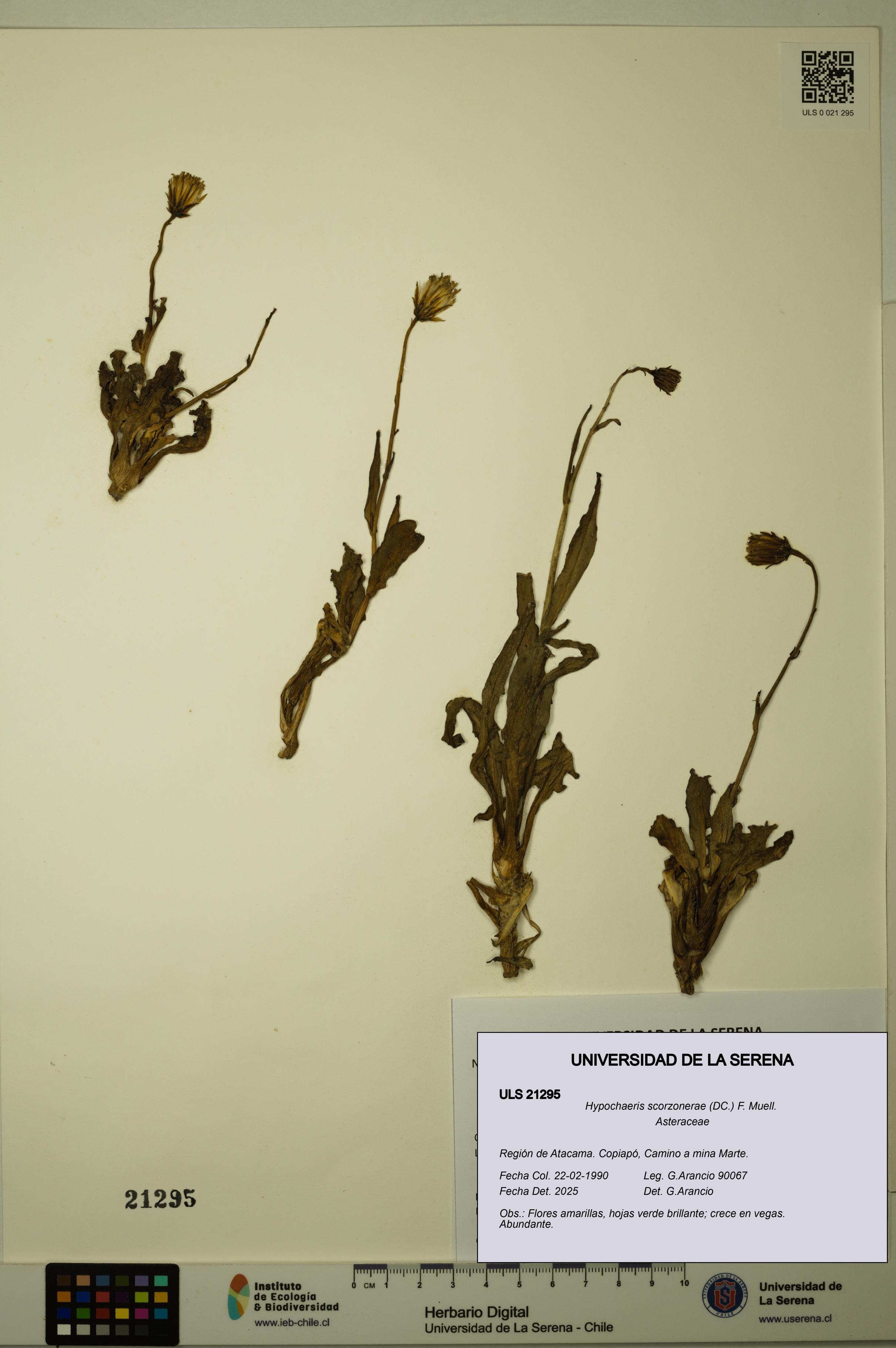 Hypochaeris scorzonerae [Espécimen: ULS:ULS:0021295]