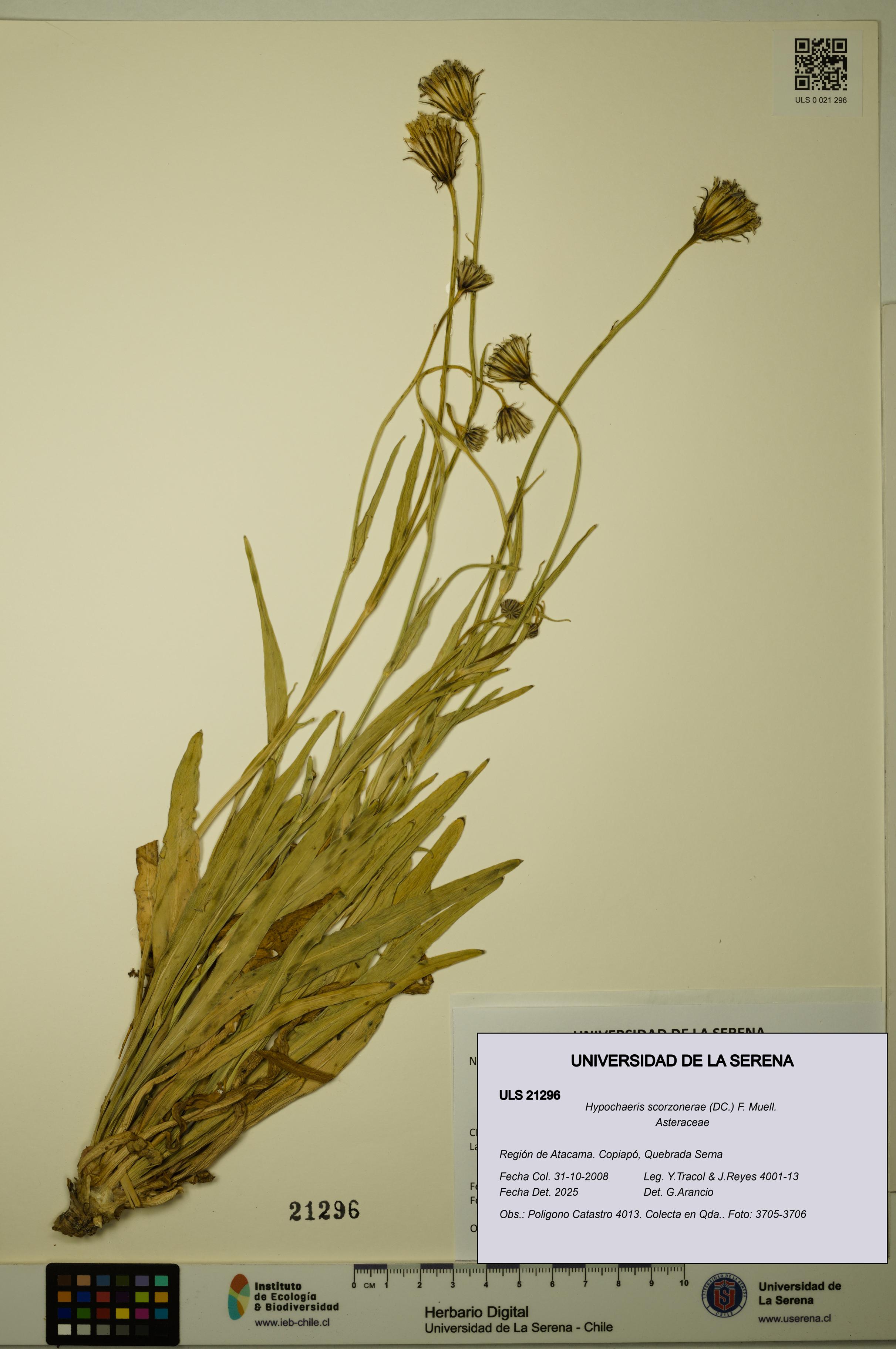 Hypochaeris scorzonerae [Espécimen: ULS:ULS:0021296]