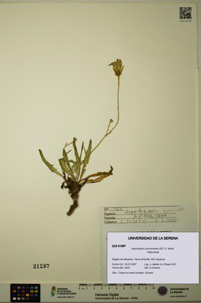 Hypochaeris scorzonerae [Espécimen: ULS:ULS:0021297]
