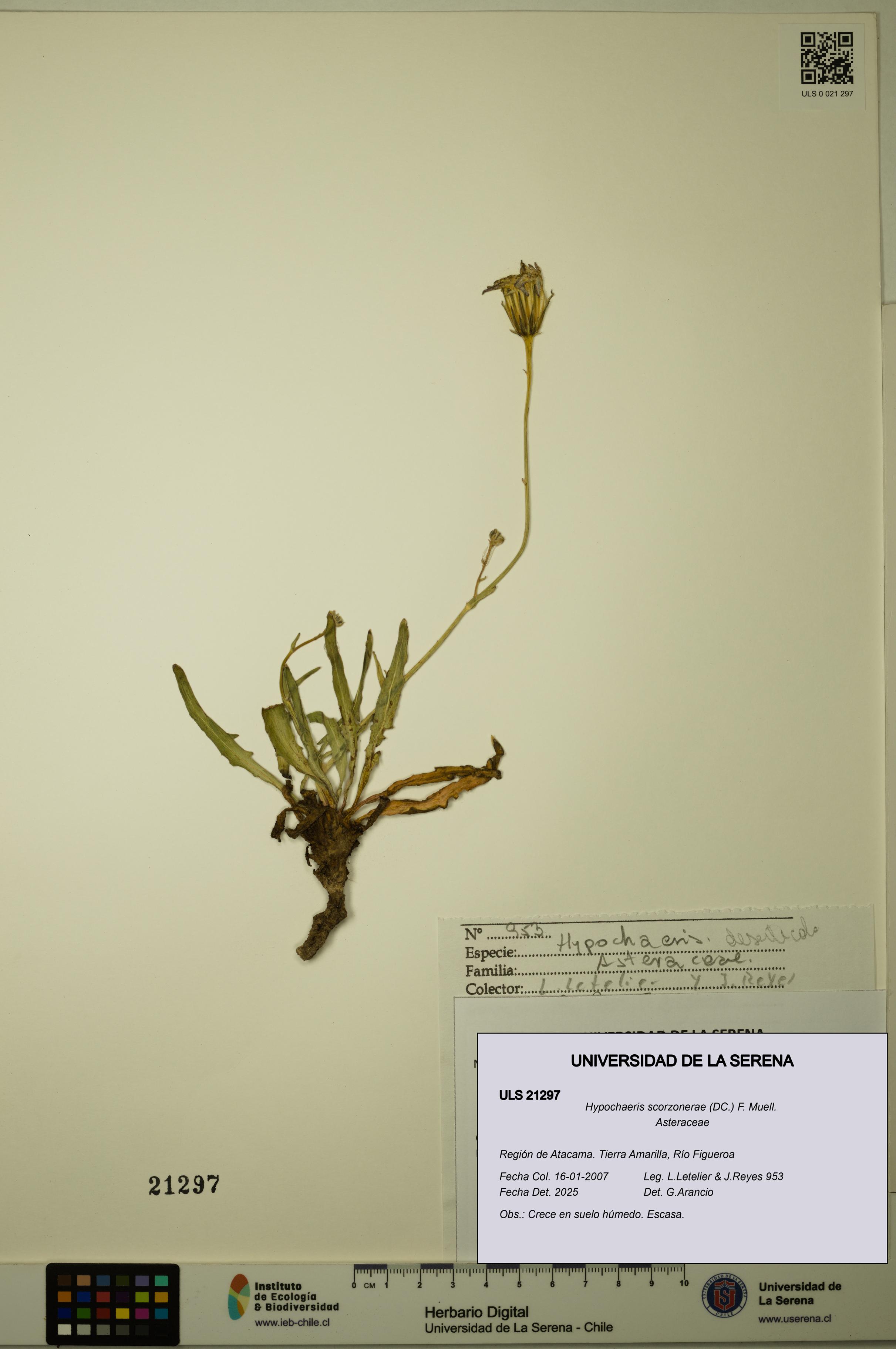 Hypochaeris scorzonerae [Espécimen: ULS:ULS:0021297]