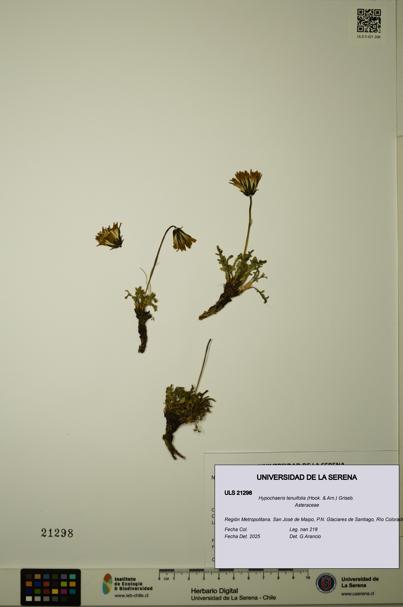 Hypochaeris tenuifolia [Espécimen: ULS:ULS:0021298]