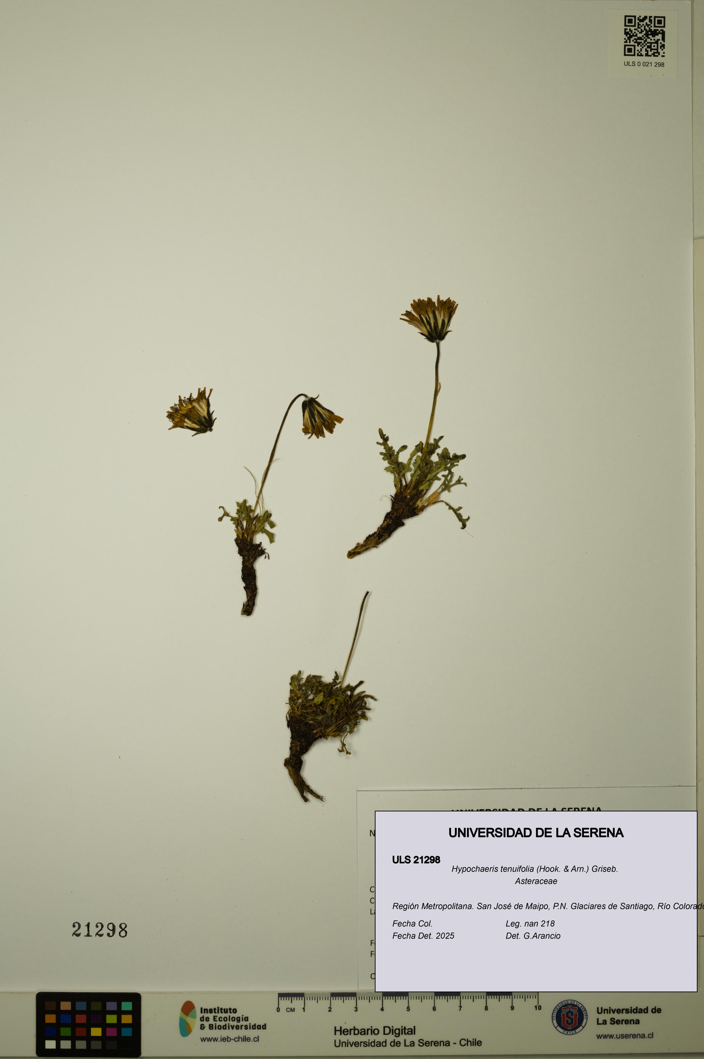 Hypochaeris tenuifolia [Espécimen: ULS:ULS:0021298]