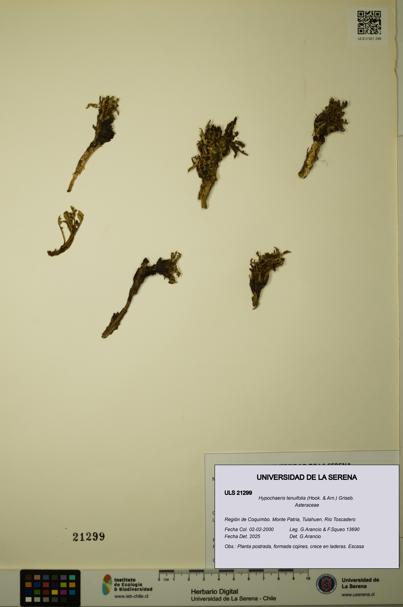 Hypochaeris tenuifolia [Espécimen: ULS:ULS:0021299]