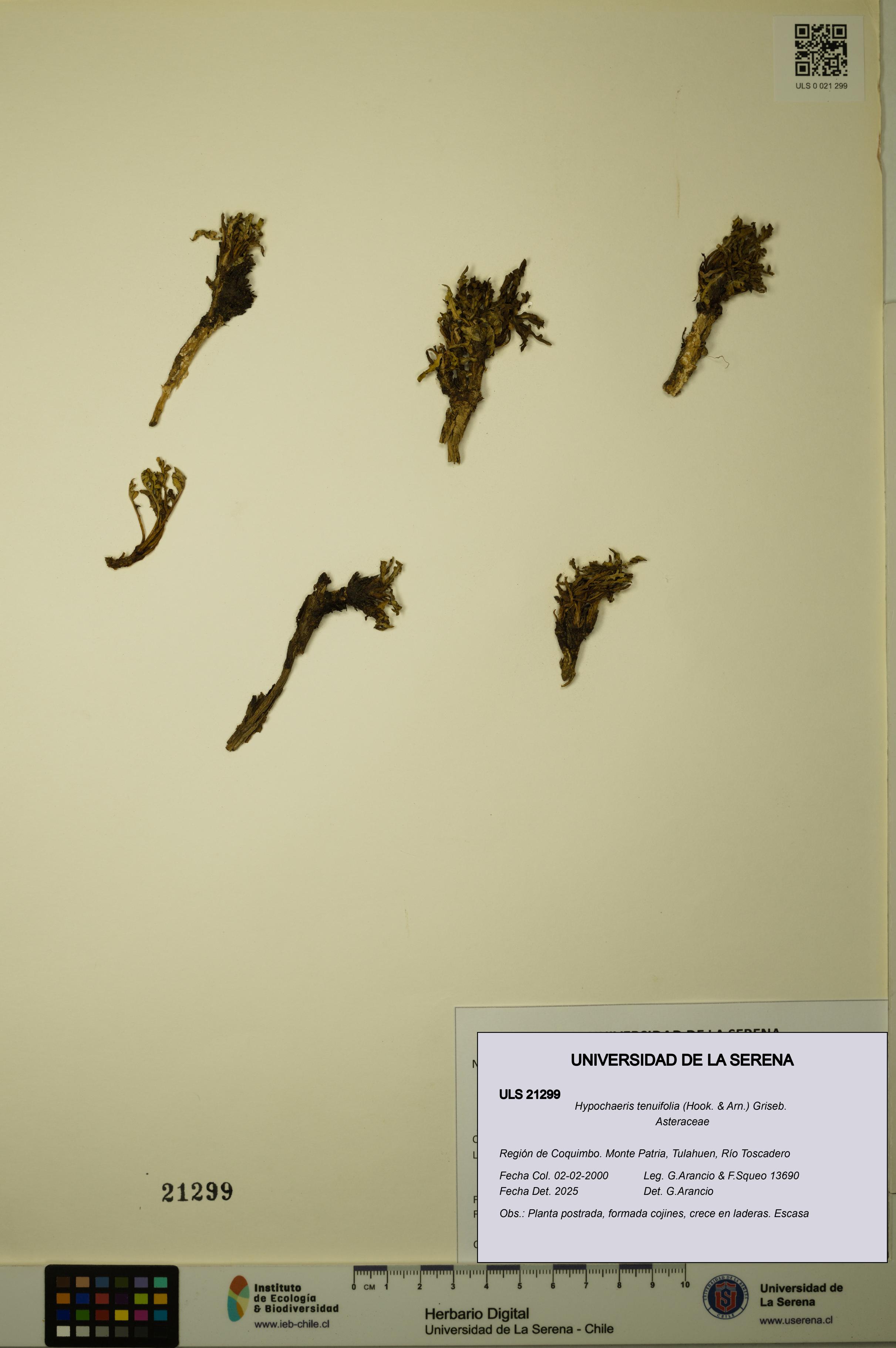 Hypochaeris tenuifolia [Espécimen: ULS:ULS:0021299]