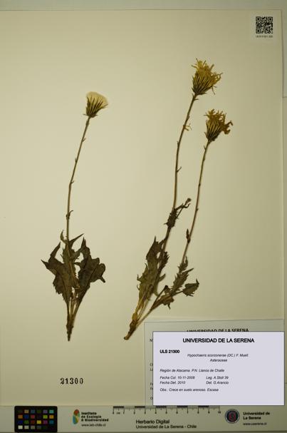 Hypochaeris scorzonerae [Espécimen: ULS:ULS:0021300]