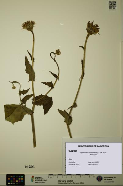 Hypochaeris scorzonerae [Espécimen: ULS:ULS:0021301]