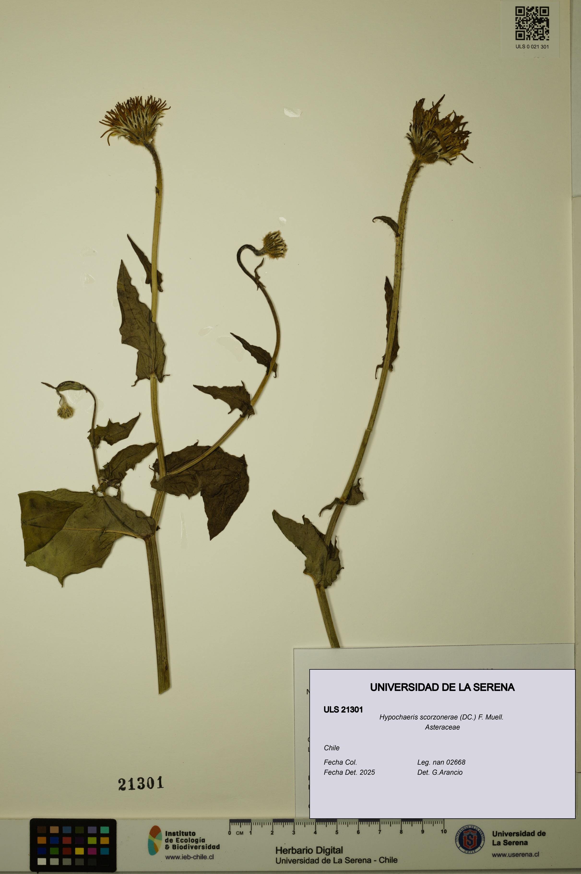Hypochaeris scorzonerae [Espécimen: ULS:ULS:0021301]