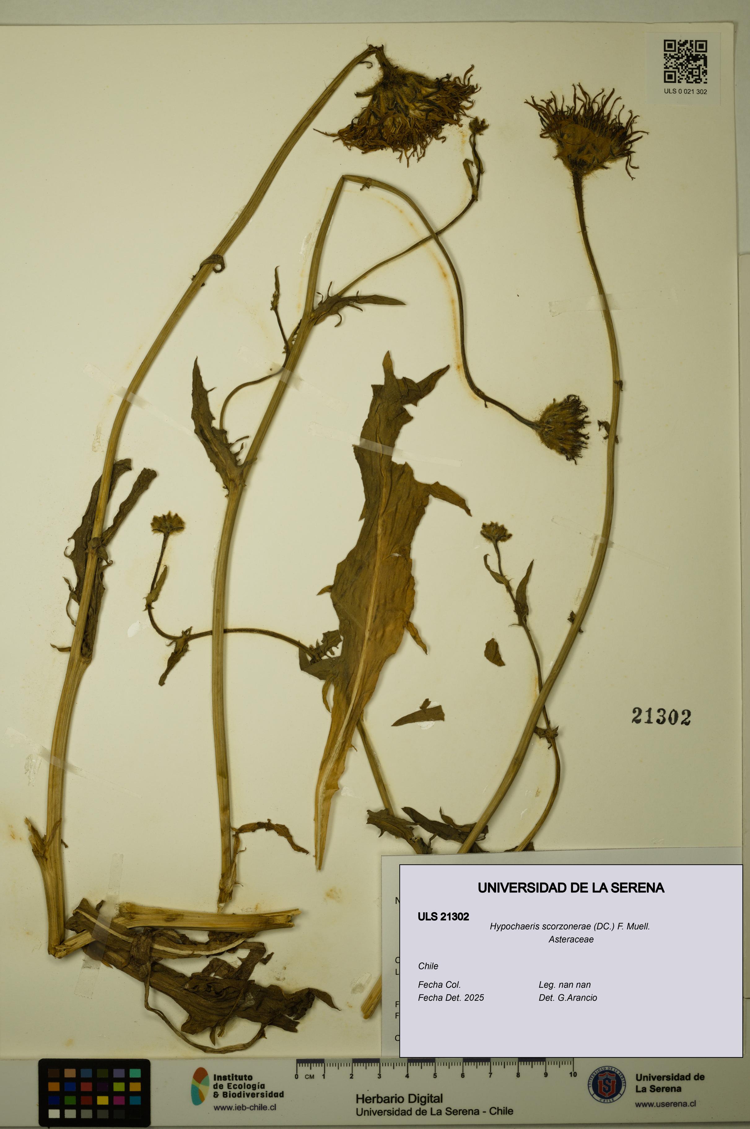 Hypochaeris scorzonerae [Espécimen: ULS:ULS:0021302]