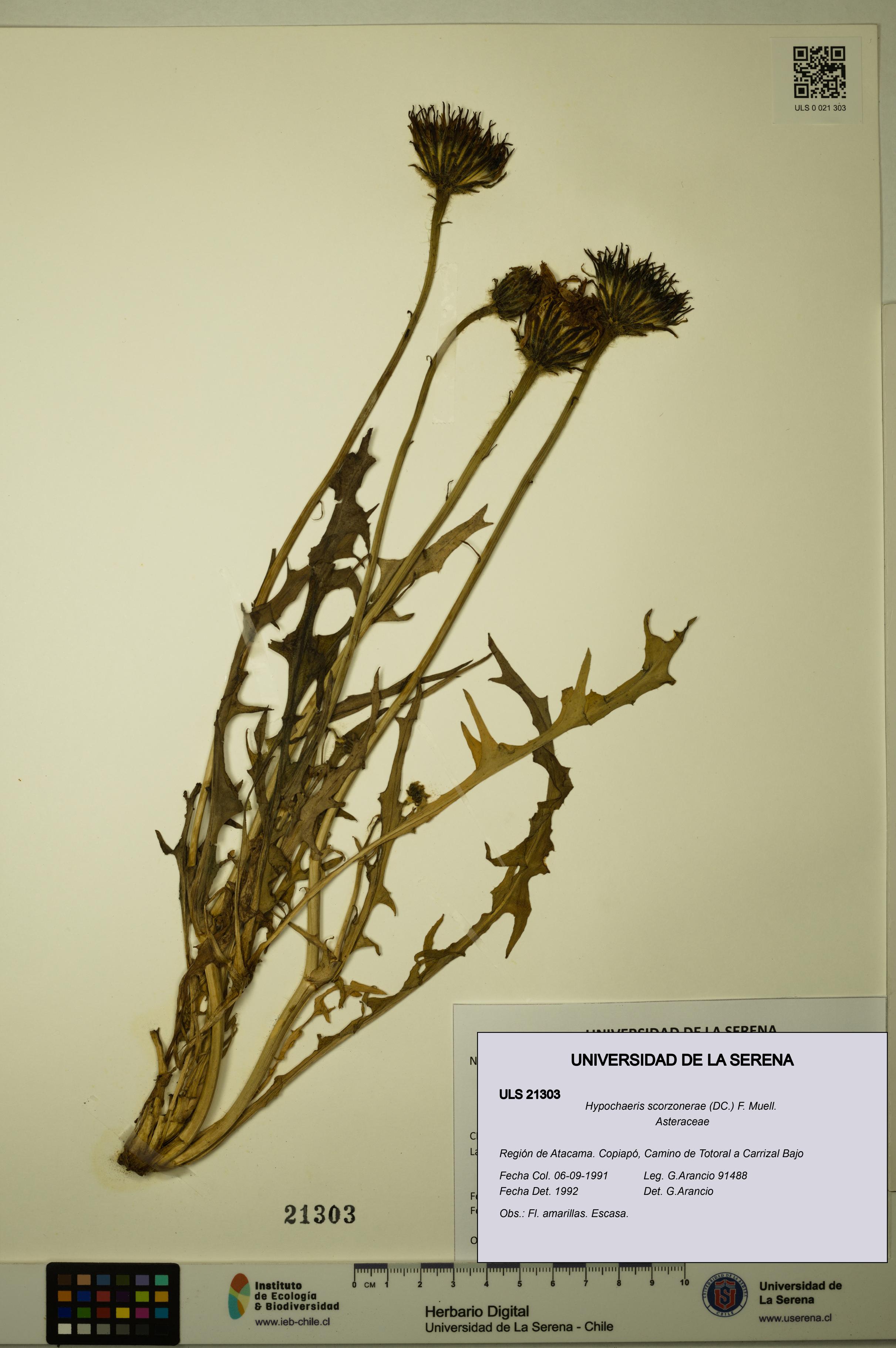 Hypochaeris scorzonerae [Espécimen: ULS:ULS:0021303]