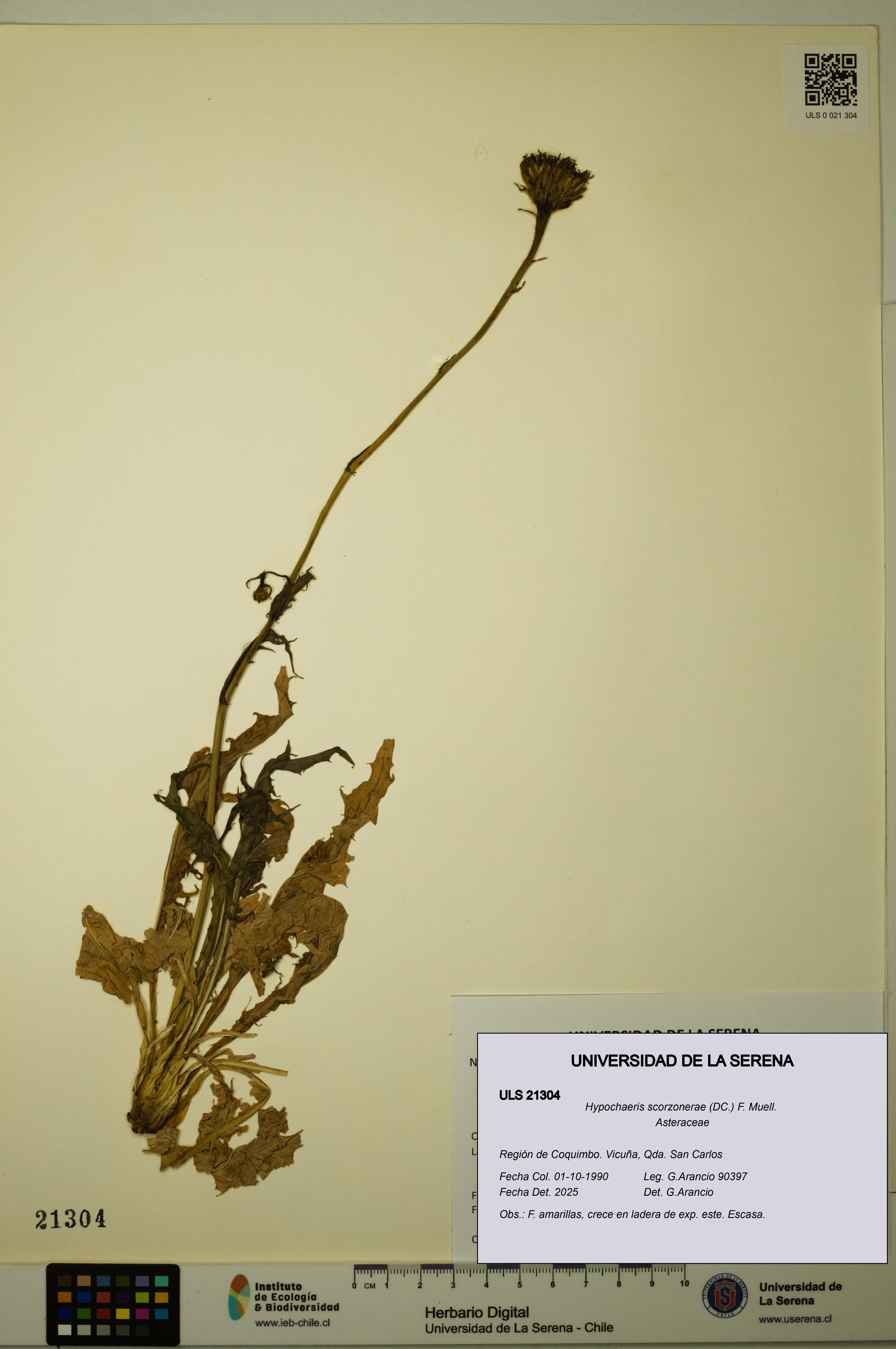 Hypochaeris scorzonerae [Espécimen: ULS:ULS:0021304]